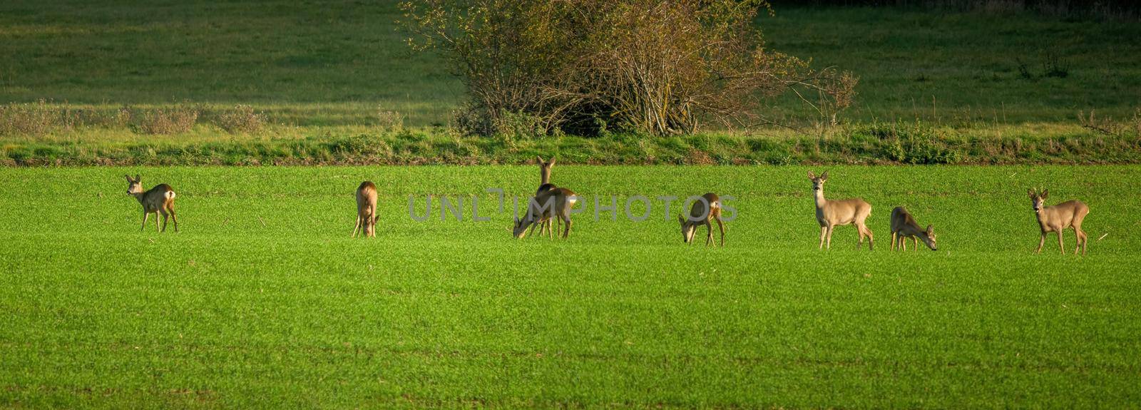 a Deer grazing and relaxing in nature