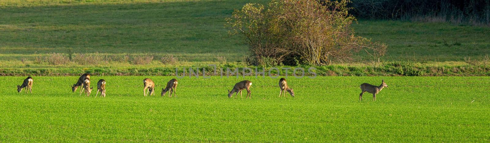 Deer grazing and relaxing in nature by mario_plechaty_photography