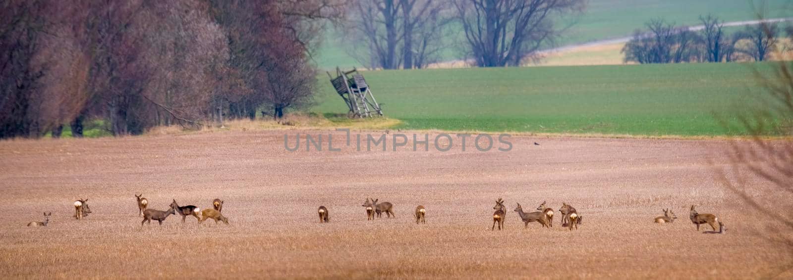 a Deer grazing and relaxing in nature