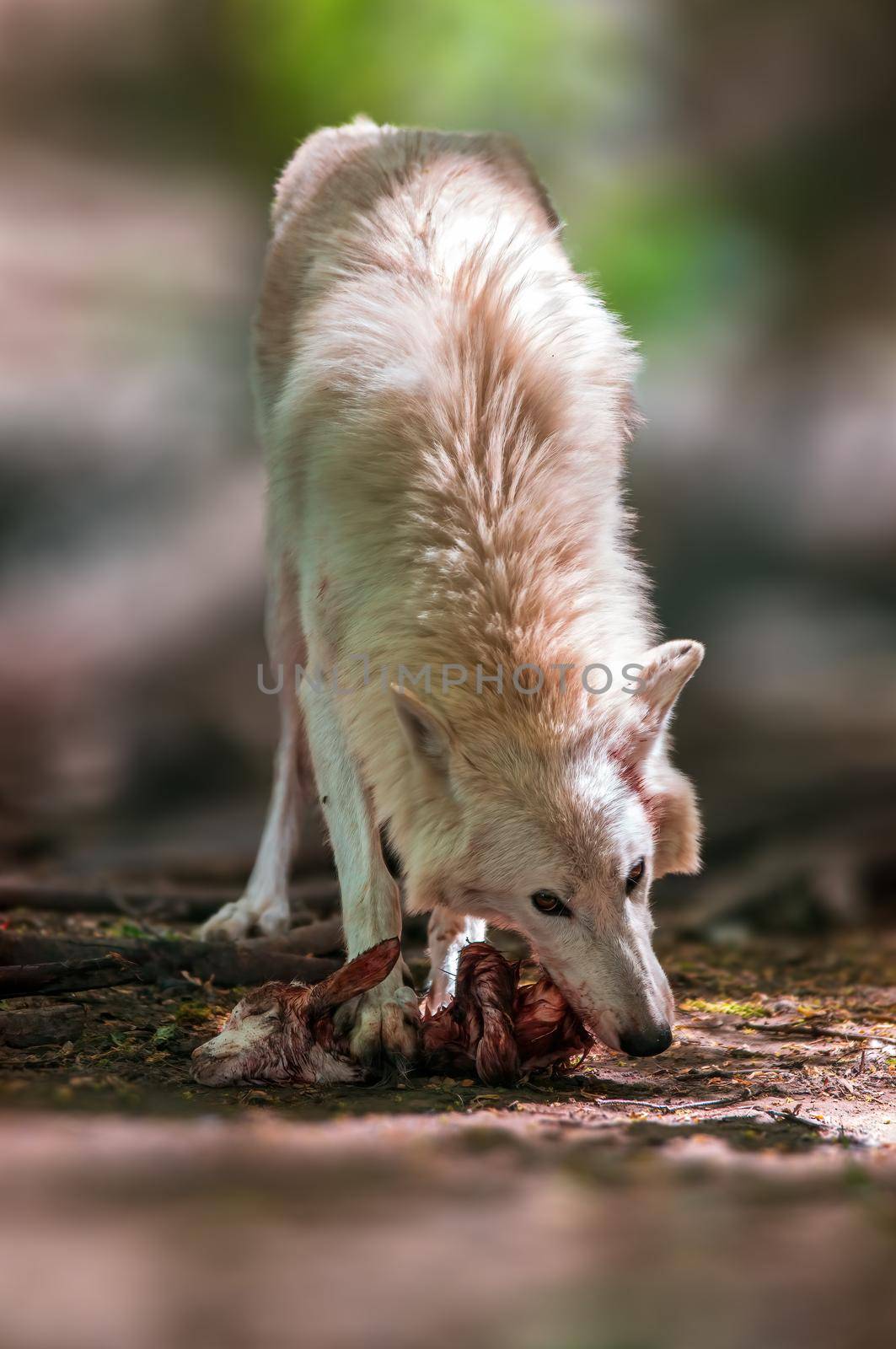 a Wolf in the forest looking for prey