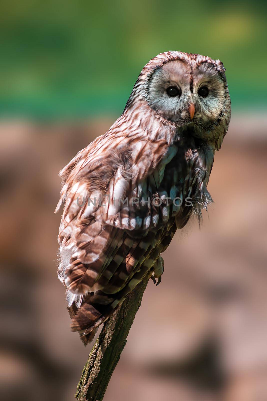 a owl watches nature and looks for prey