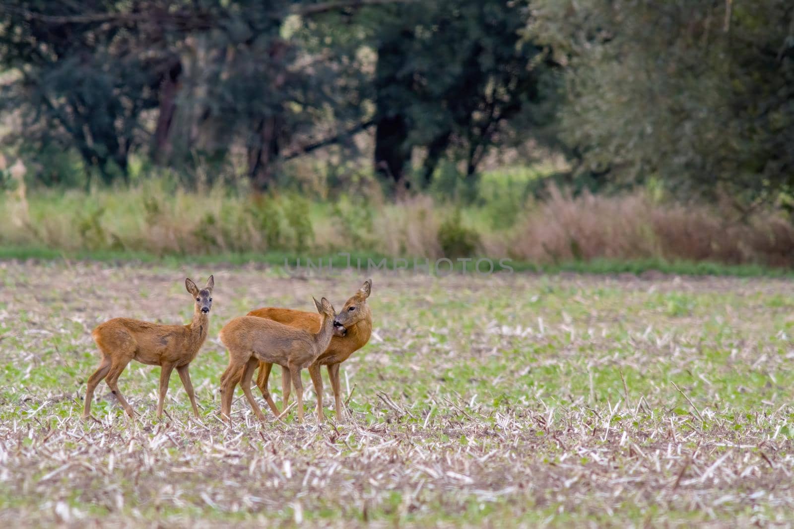 a Deer grazing and relaxing in nature