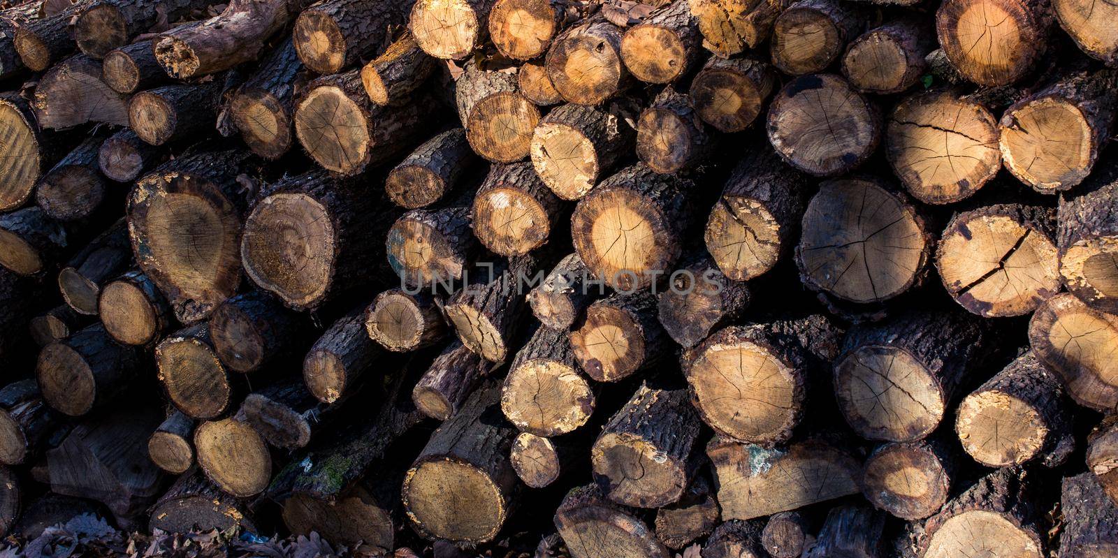 Wooden logs in a forest on display by berkay