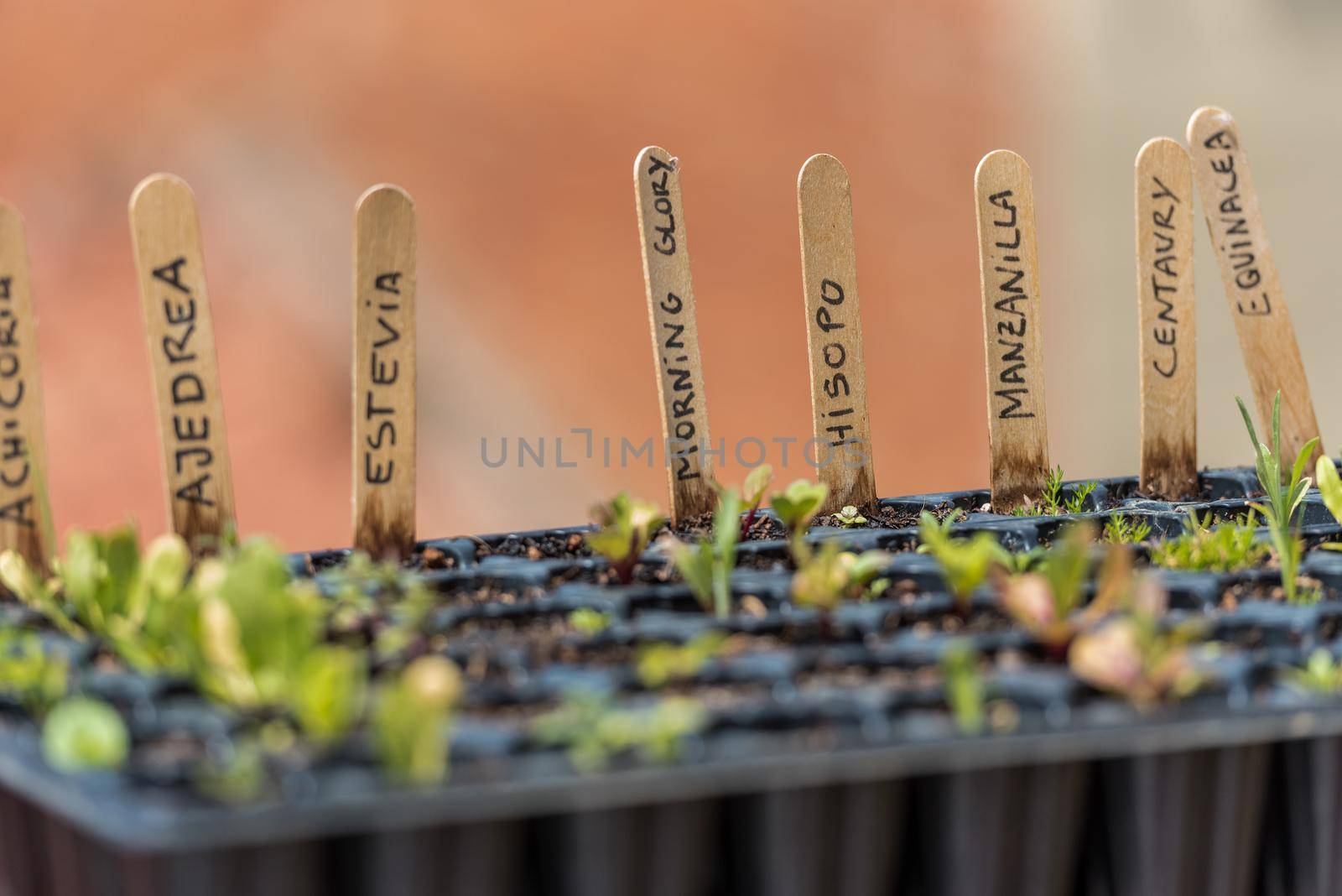 Barcelona, ​​Spain: 2021 May 24: Plant in an urban garden in Barcelona in Summer 2021