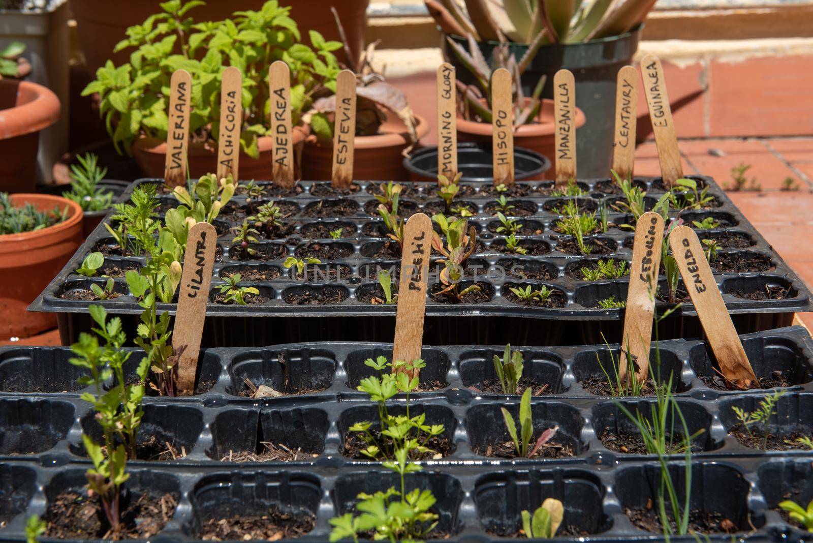 Barcelona, ​​Spain: 2021 May 24: Plant in an urban garden in Barcelona in Summer 2021
