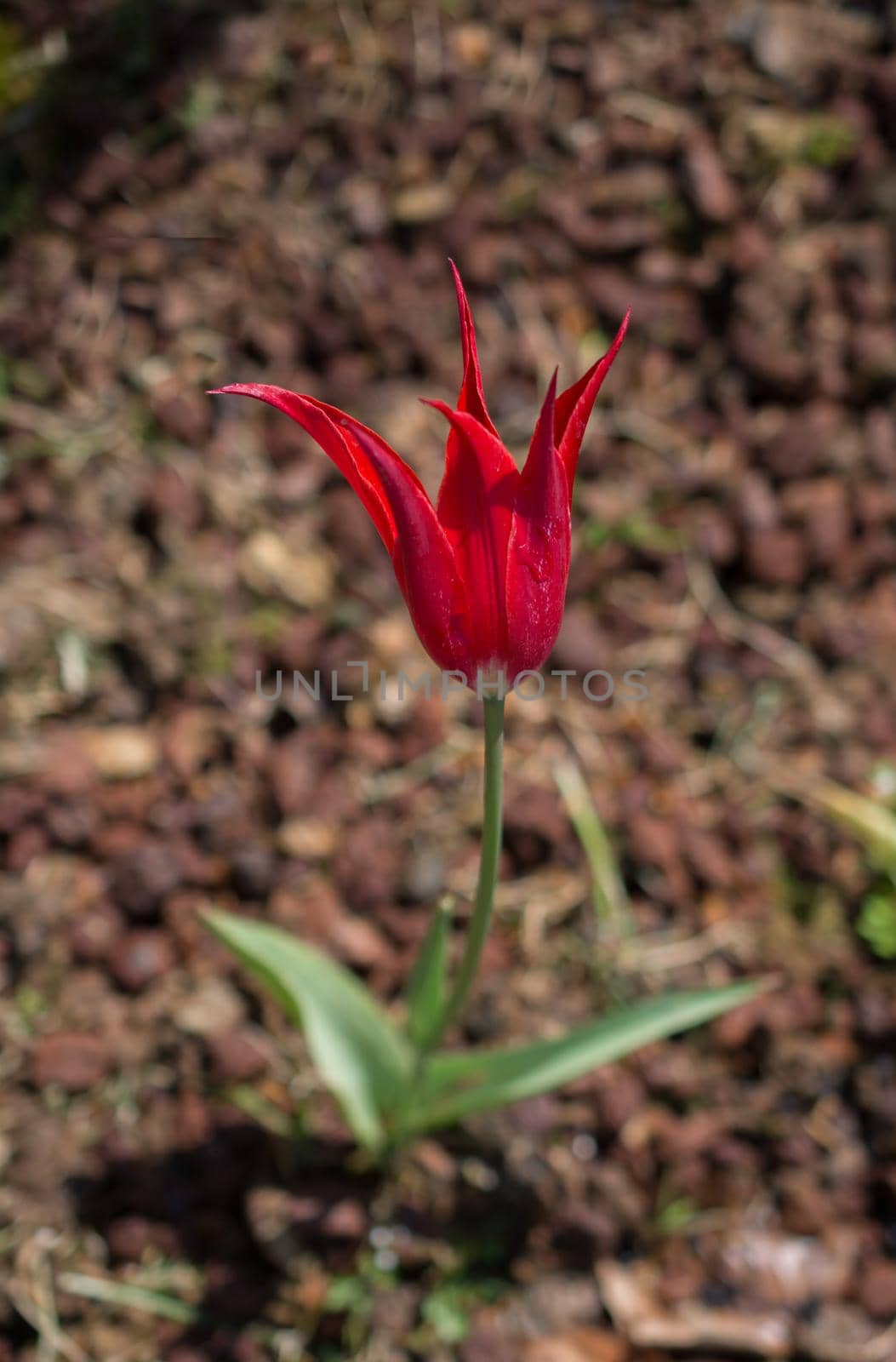 Red color tulip flowers in the garden by berkay