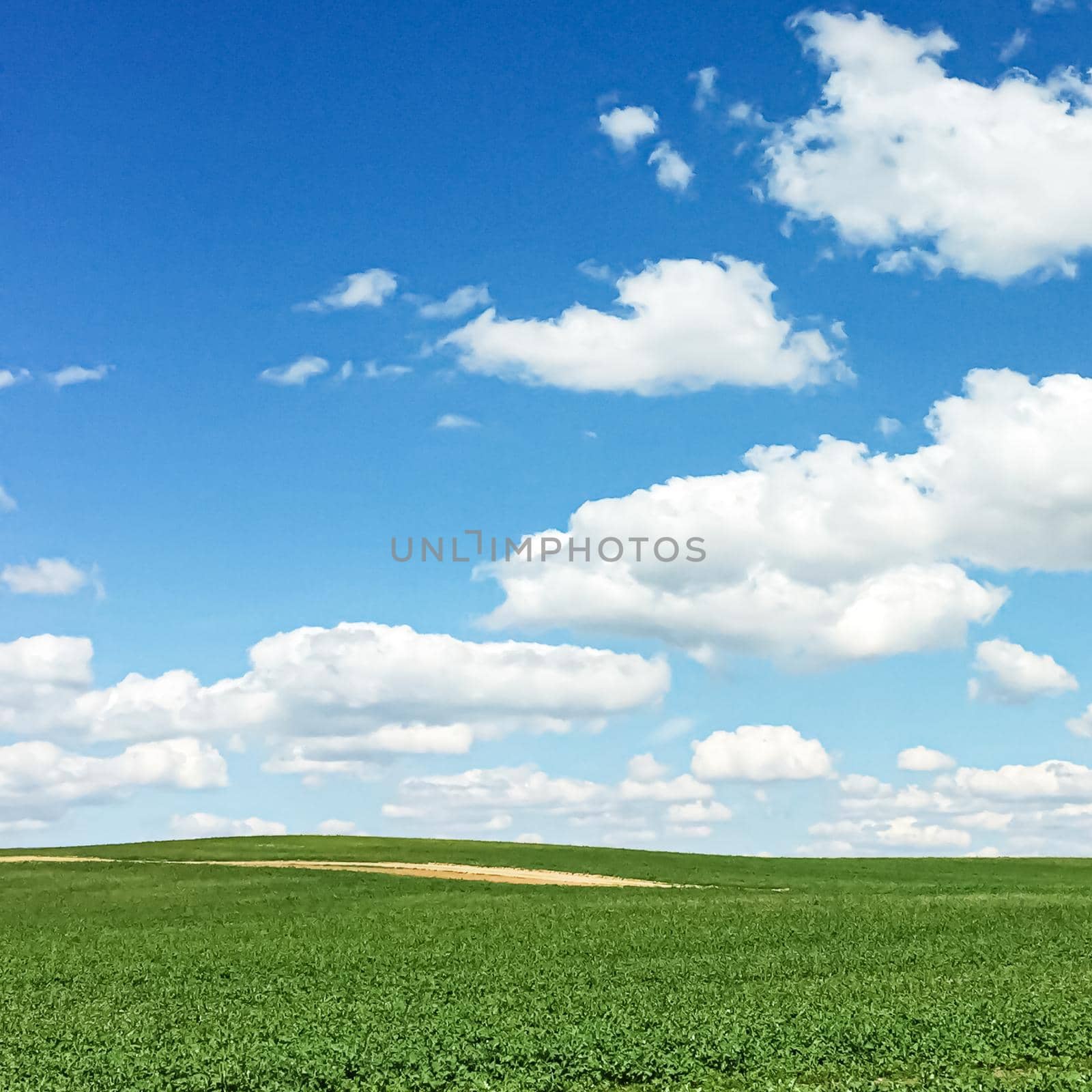 Green field and blue sky with clouds, beautiful meadow as nature and environmental background.