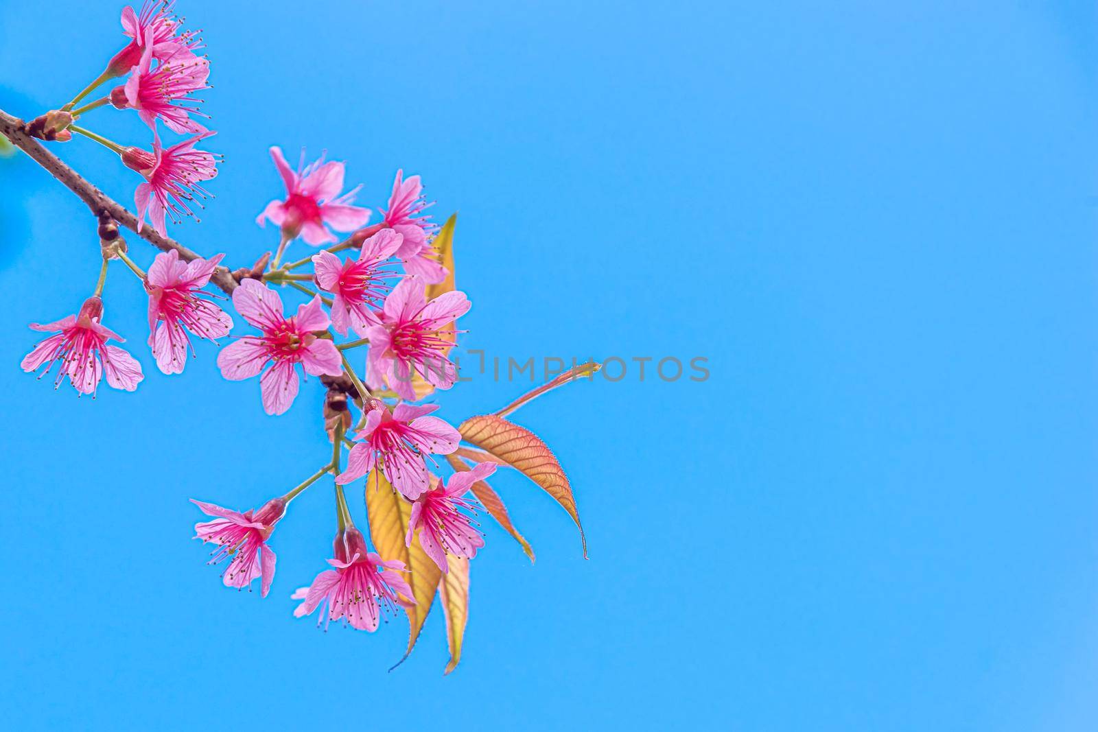 Blossom of Wild Himalayan Cherry (Prunus cerasoides) or Giant tiger flower on blue sky background In Chaing mai, Thailand. Selective focus.