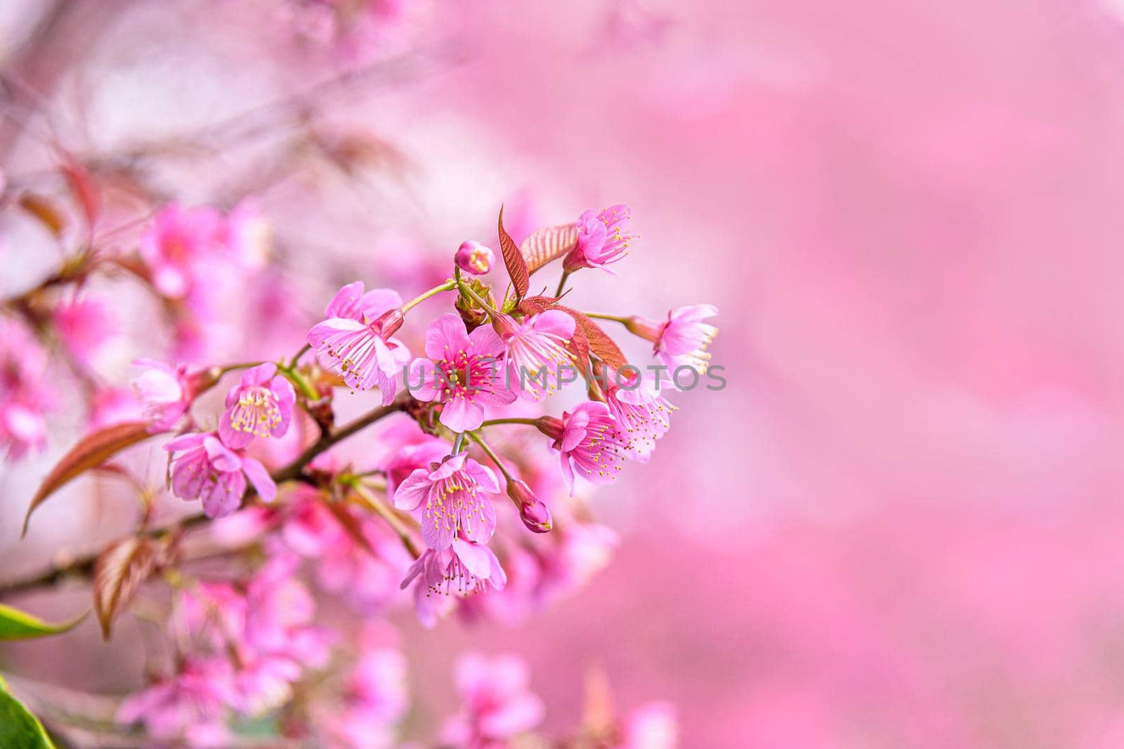 Blossom of Wild Himalayan Cherry (Prunus cerasoides) or Giant tiger flower. by NuwatPhoto