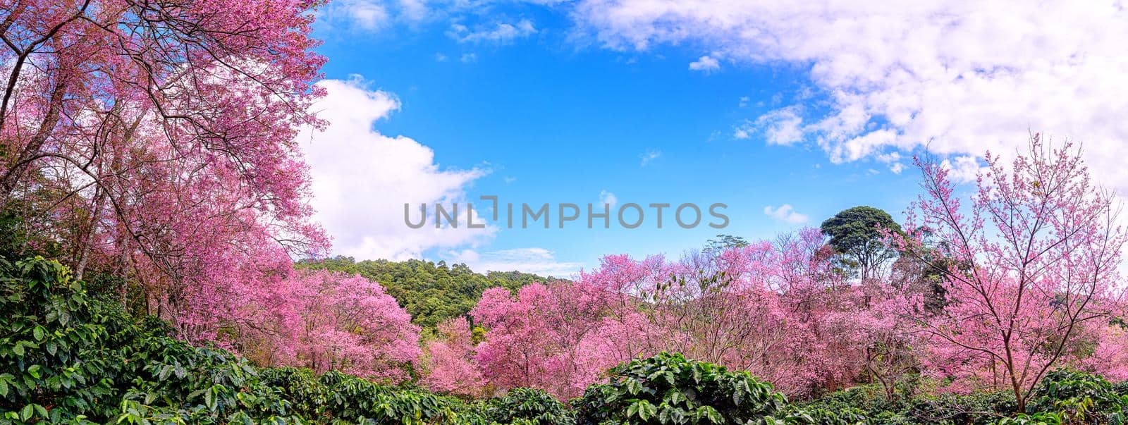 Blossom of Wild Himalayan Cherry (Prunus cerasoides) or Giant tiger flower. by NuwatPhoto