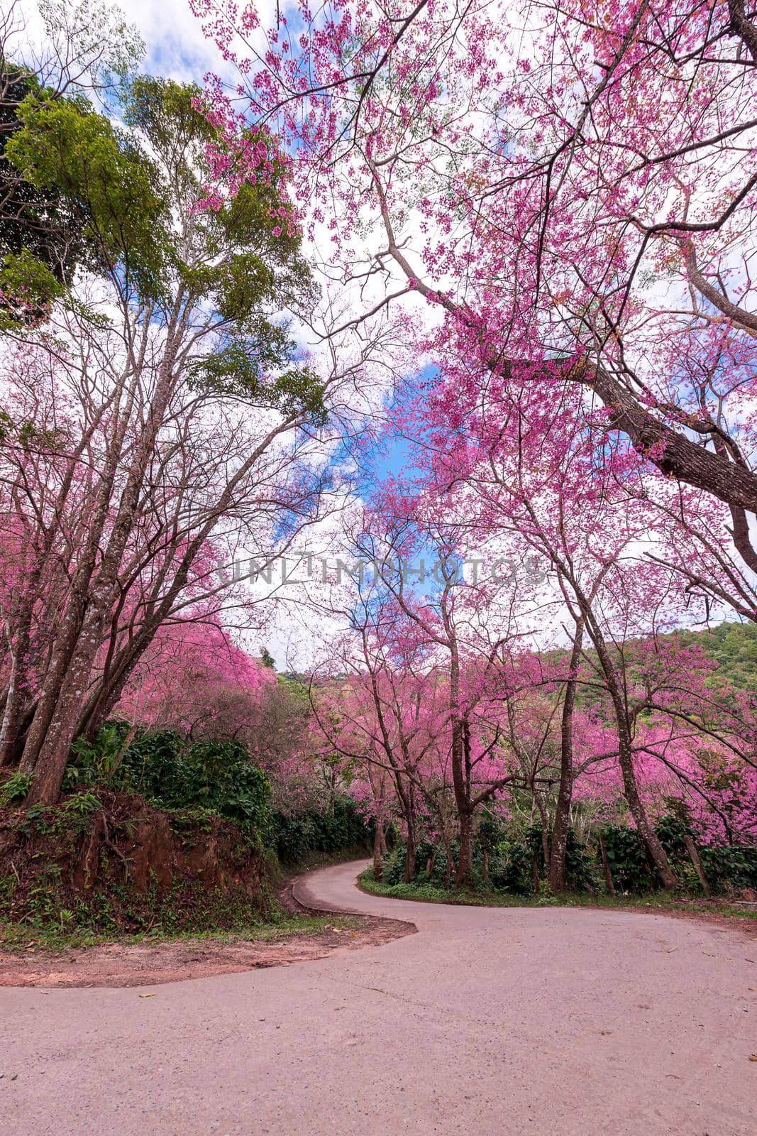 Blossom of Wild Himalayan Cherry (Prunus cerasoides) or Giant tiger flower at khun chang kian , Chiangmai , Thailand