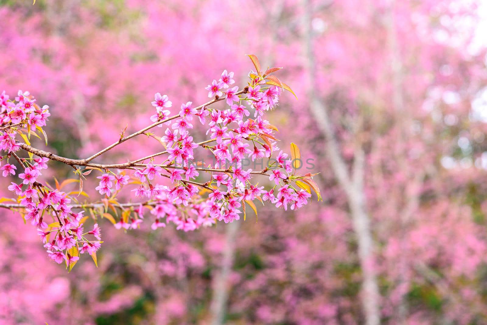 Blossom of Wild Himalayan Cherry (Prunus cerasoides) or Giant tiger flower in Thailand. Selective focus.