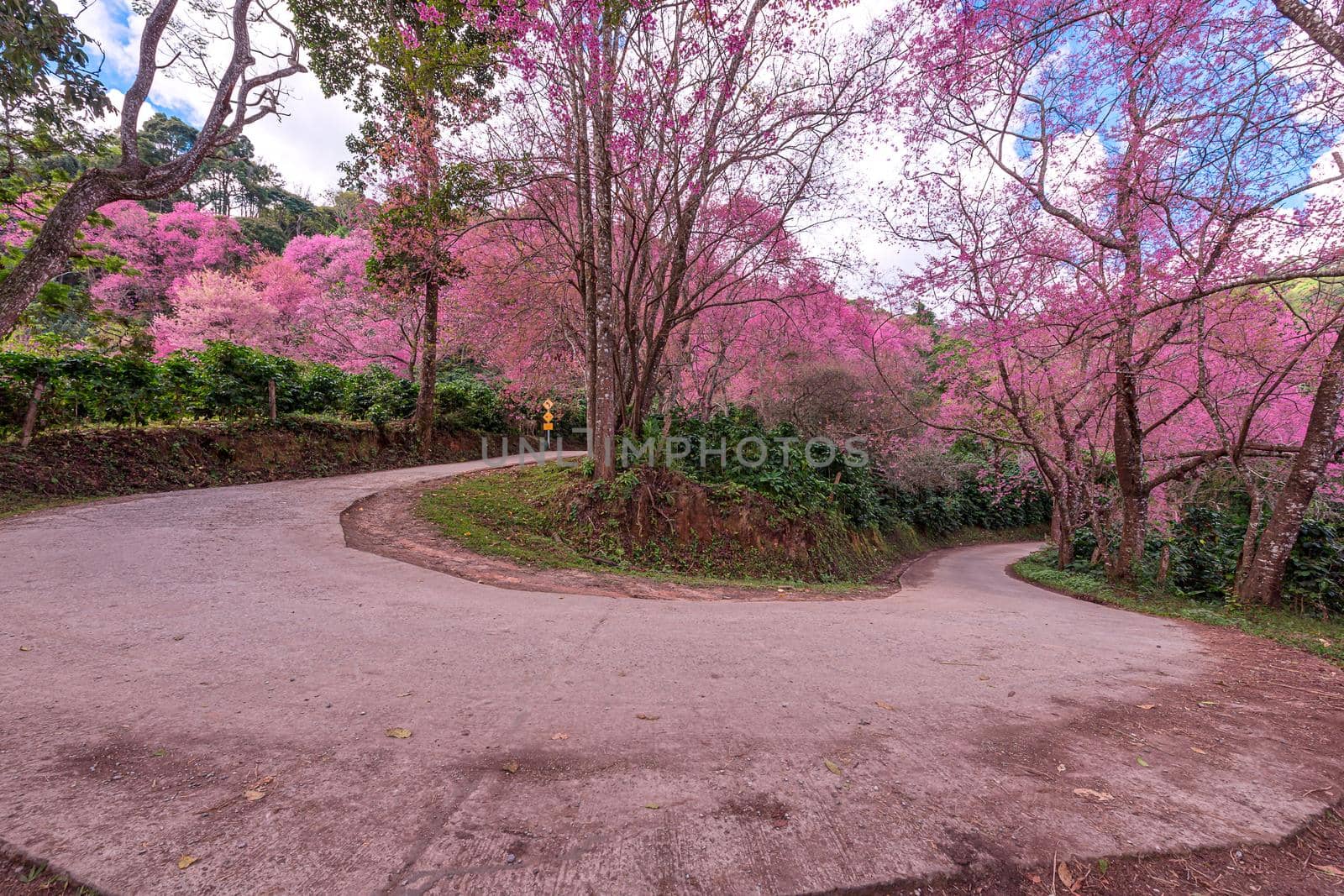 Blossom of Wild Himalayan Cherry (Prunus cerasoides) or Giant tiger flower at khun chang kian , Chiangmai , Thailand