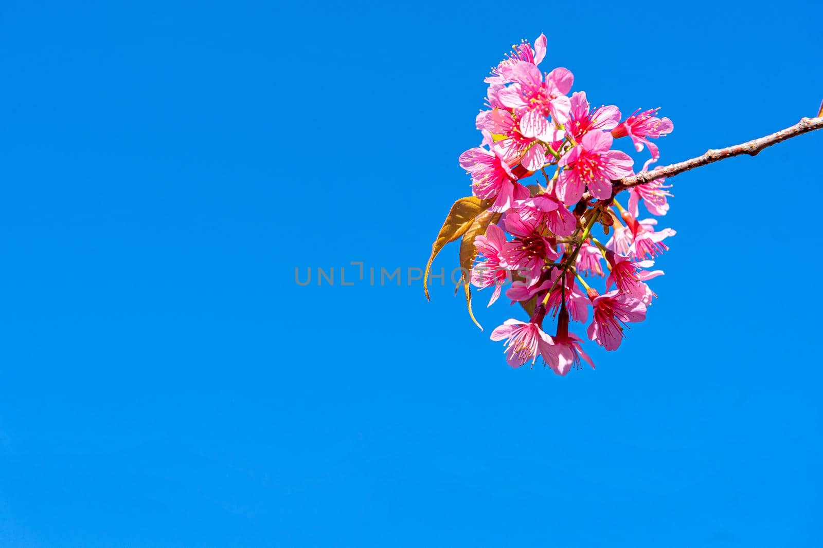 Blossom of Wild Himalayan Cherry (Prunus cerasoides) or Giant tiger flower on blue sky background In Chaing mai, Thailand. Selective focus.