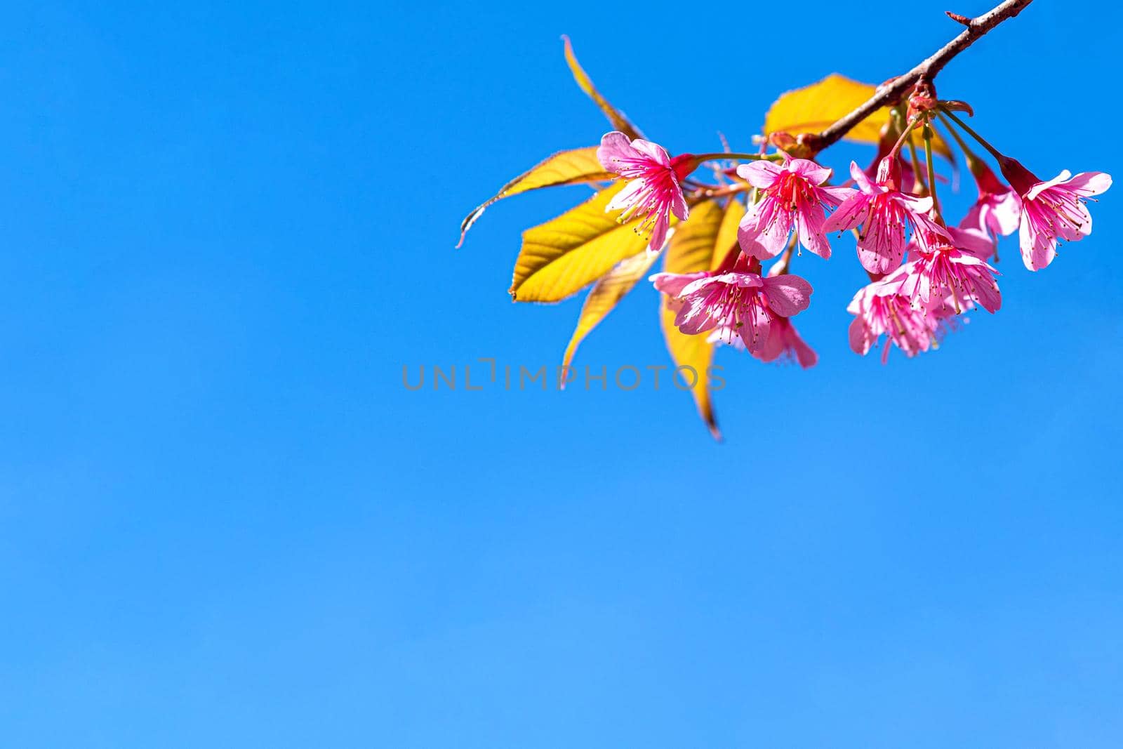 Blossom of Wild Himalayan Cherry (Prunus cerasoides) or Giant tiger flower on blue sky. by NuwatPhoto