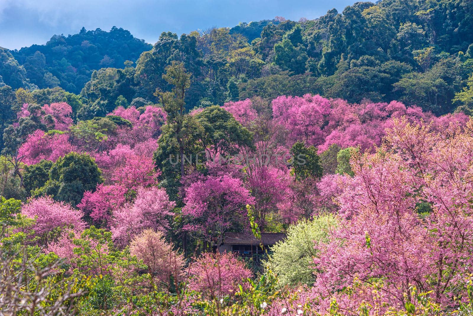 Blossom of Wild Himalayan Cherry (Prunus cerasoides) or Giant tiger flower. by NuwatPhoto