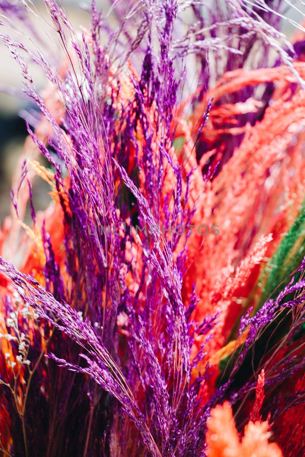 Dried colorful  flower for doceration purposes