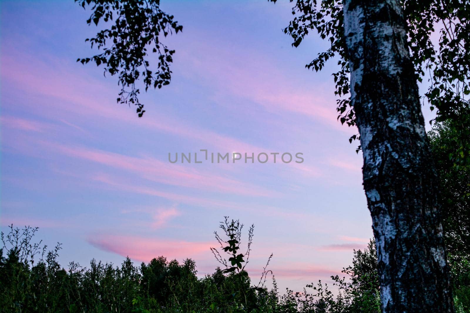 Growing crescent moon on a sunset sky on a summer evening and tree branches by gladder