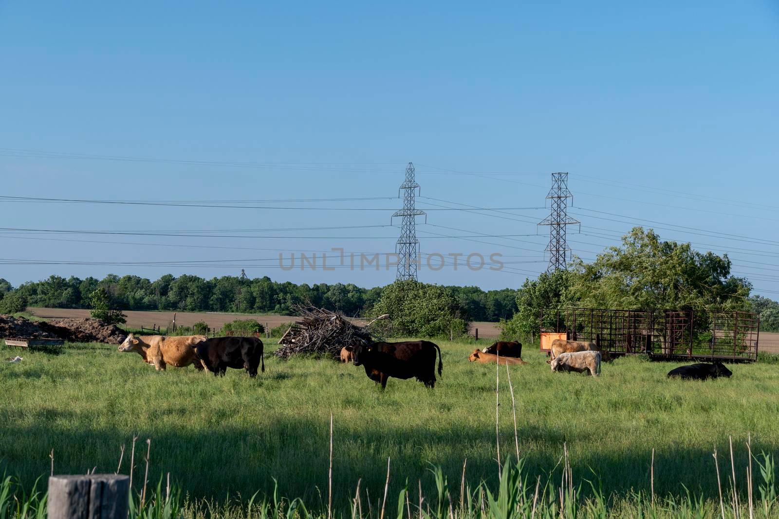 Cows graze in the field near the corral by ben44