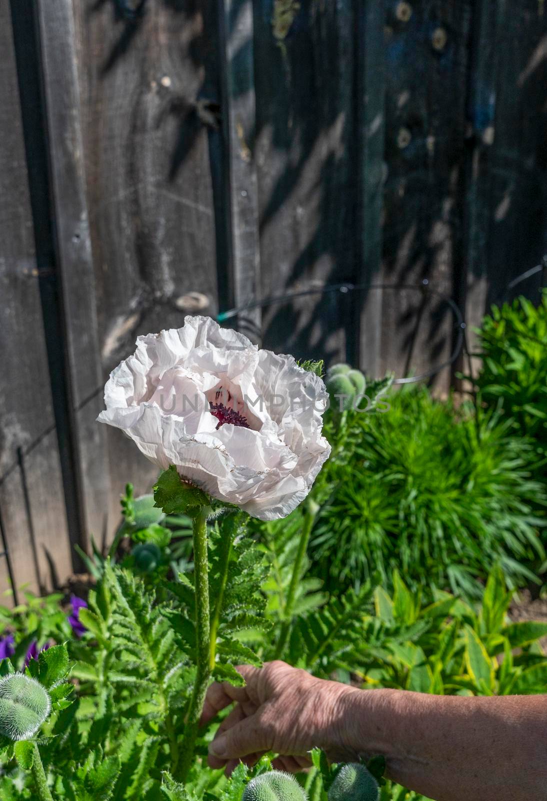 Hand holds a white poppy by the stem, examining a flower near
