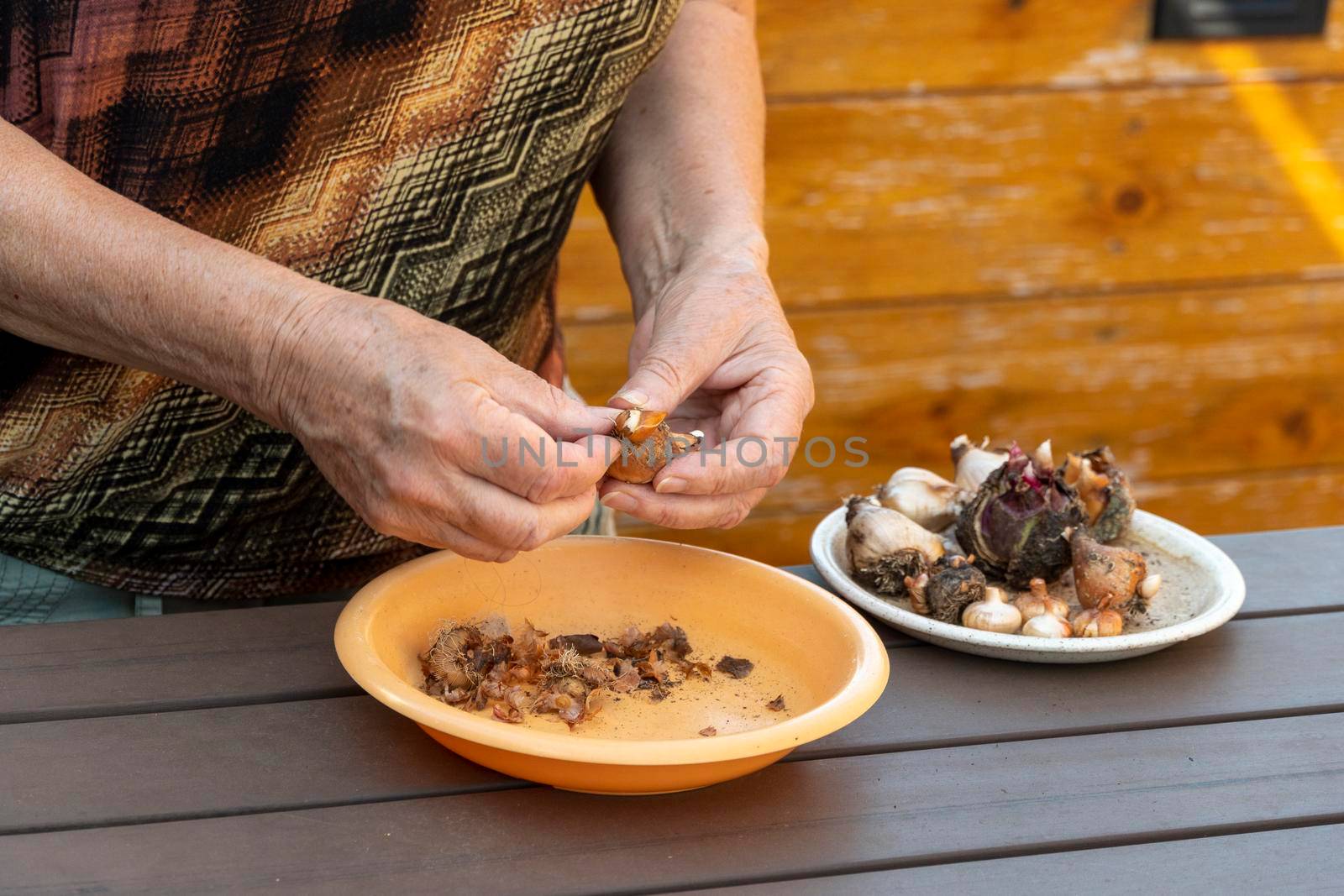 The grower cleans the tulip bulbs from soil and wet peels before processing and drying