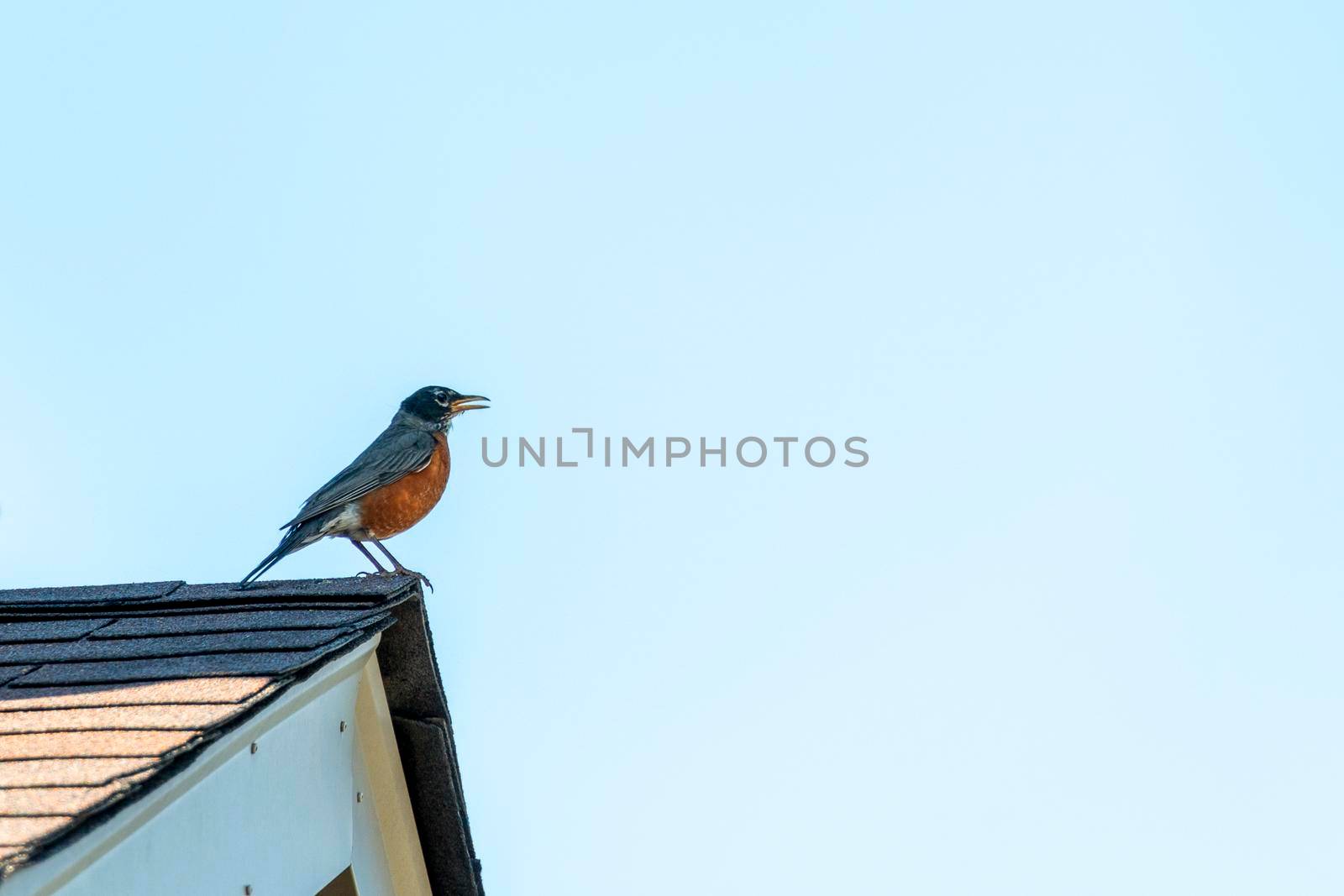 A bird with an orange breast stands on the roof calling for a female by singing