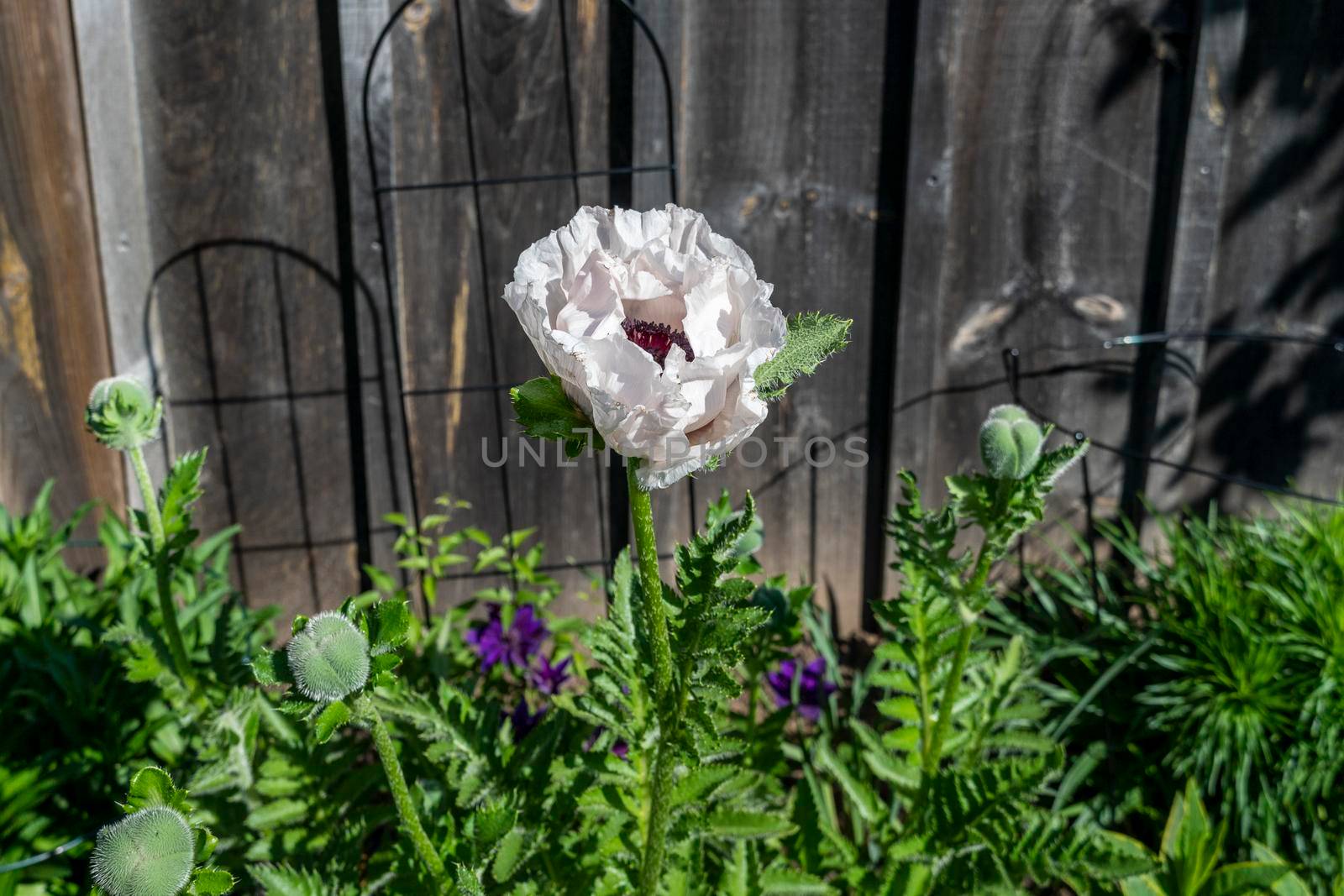 White poppy and unopened buds by ben44