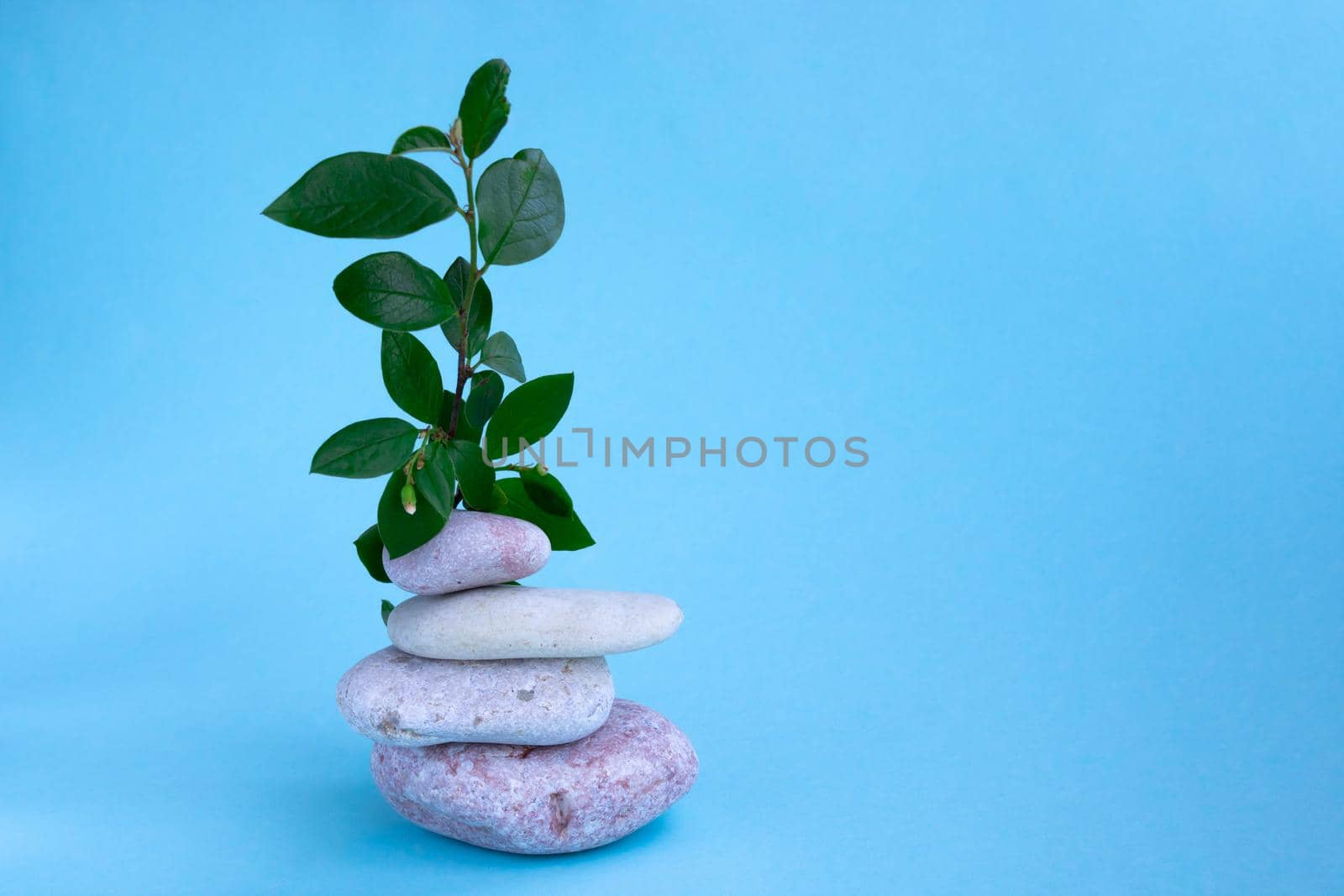 A green branch and a stack of pink stones on a blue background. The concept of a relaxing massage for health by lapushka62