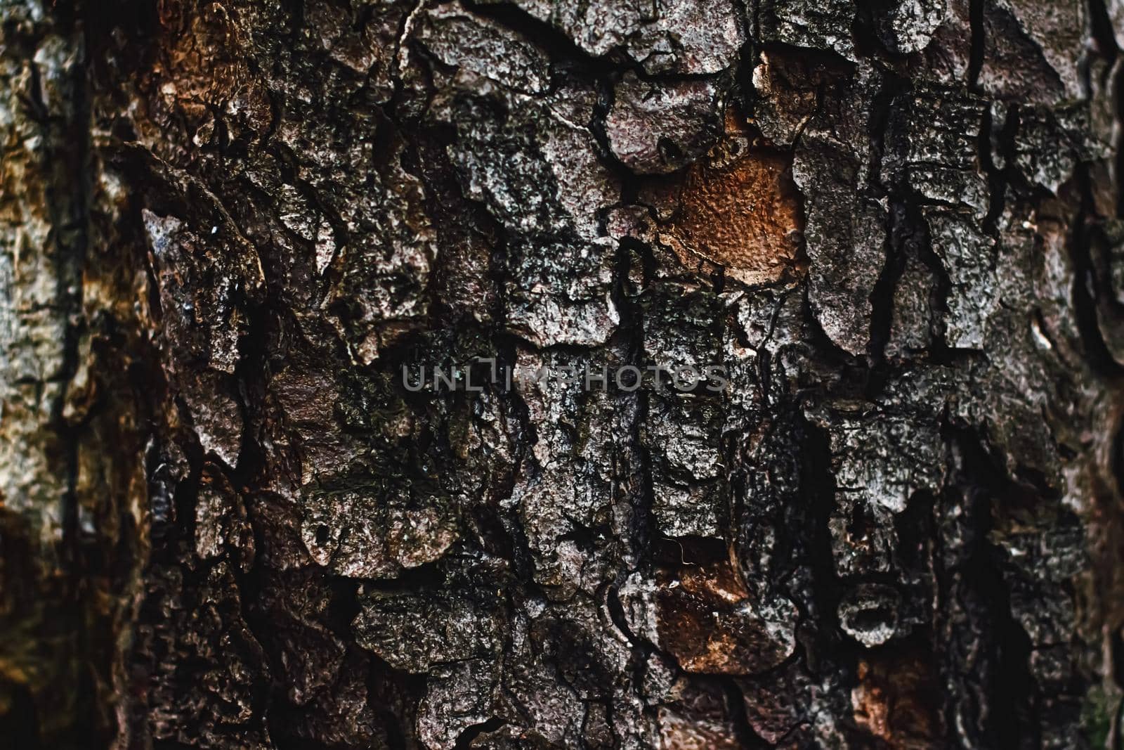 Natural wood, tree texture as wooden background, environment and nature closeup