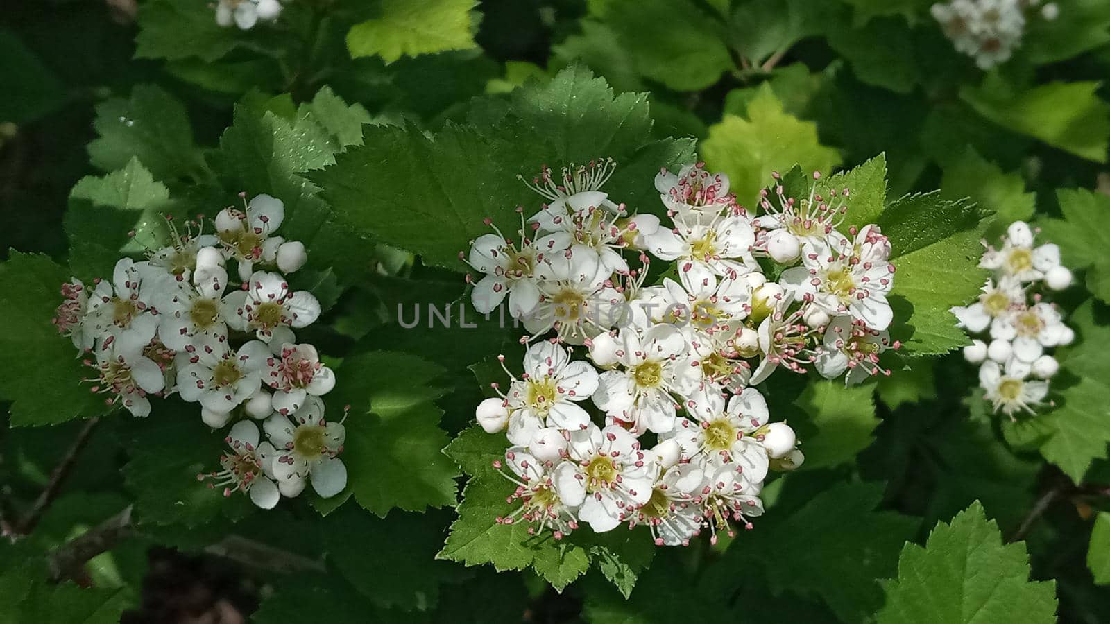 Flowers of hawthorn on a branch with leaves in the rays of the morning sun. Blooming spring tree.