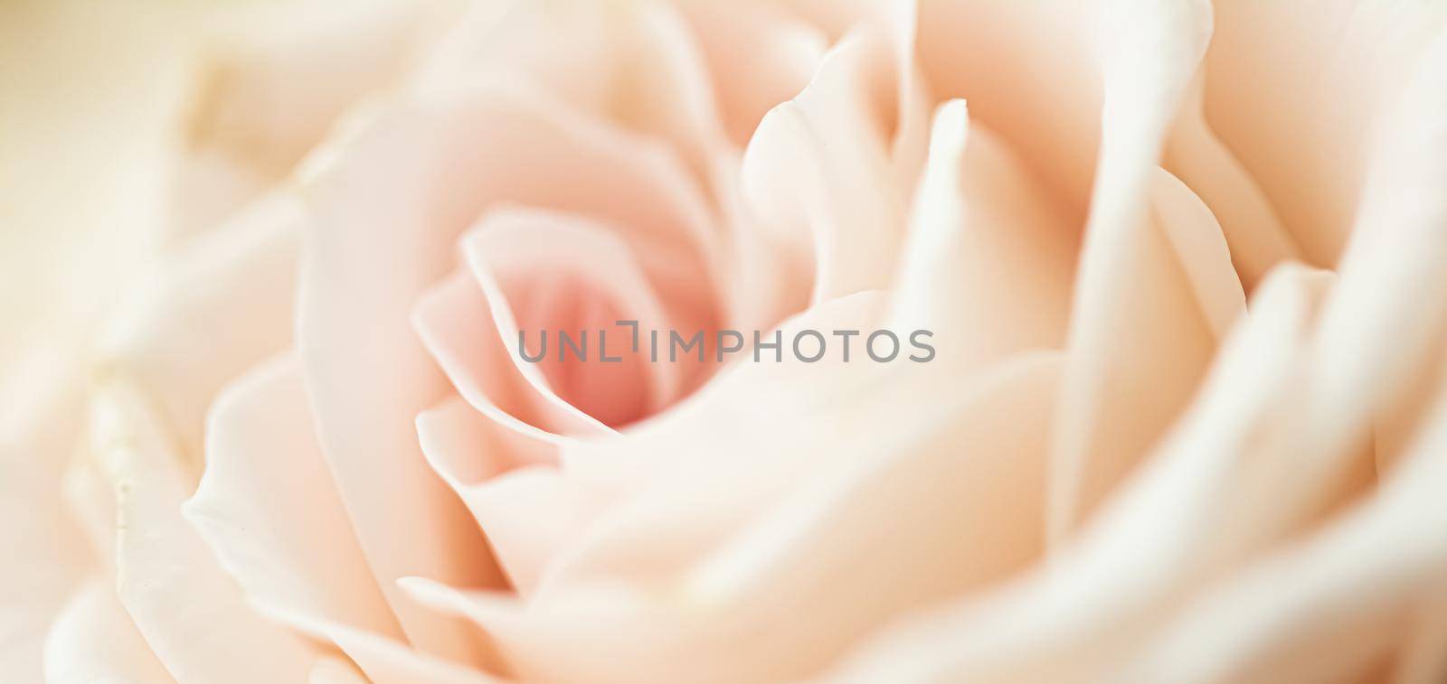 Rose flower in a garden, floral beauty and botanical background for wedding invitation and greeting card, nature and environment concept by Anneleven