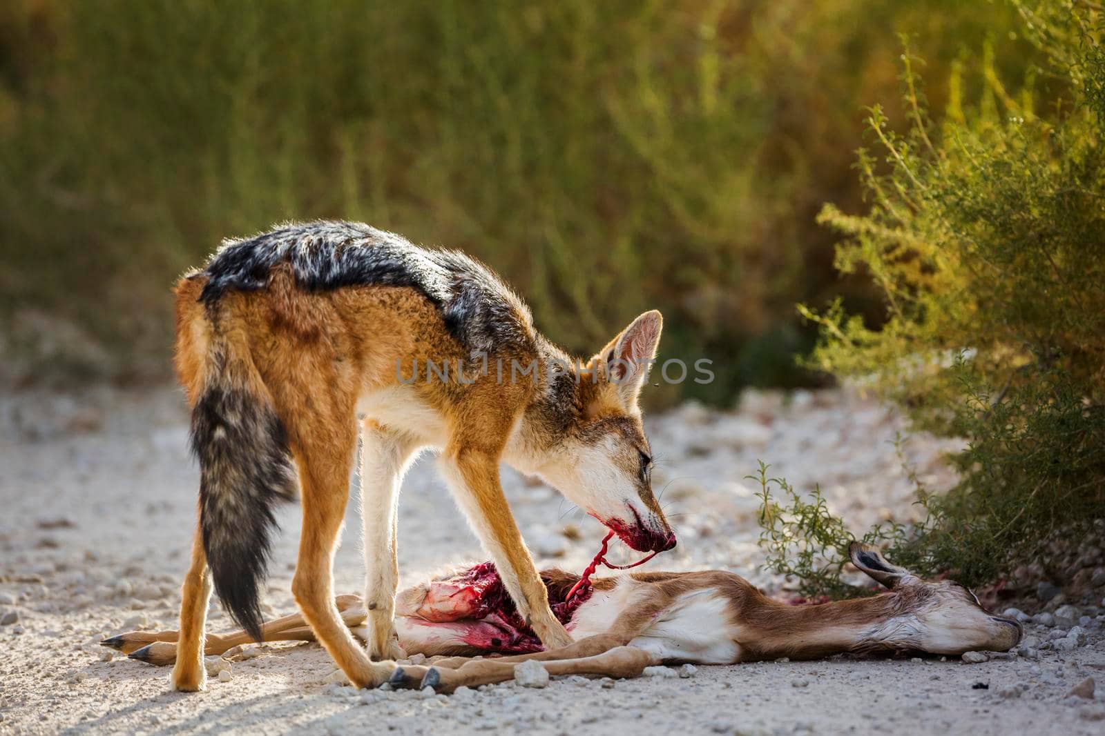 Black backed jackal eating his prey in Kgalagadi transfrontier park, South Africa ; Specie Canis mesomelas family of Canidae