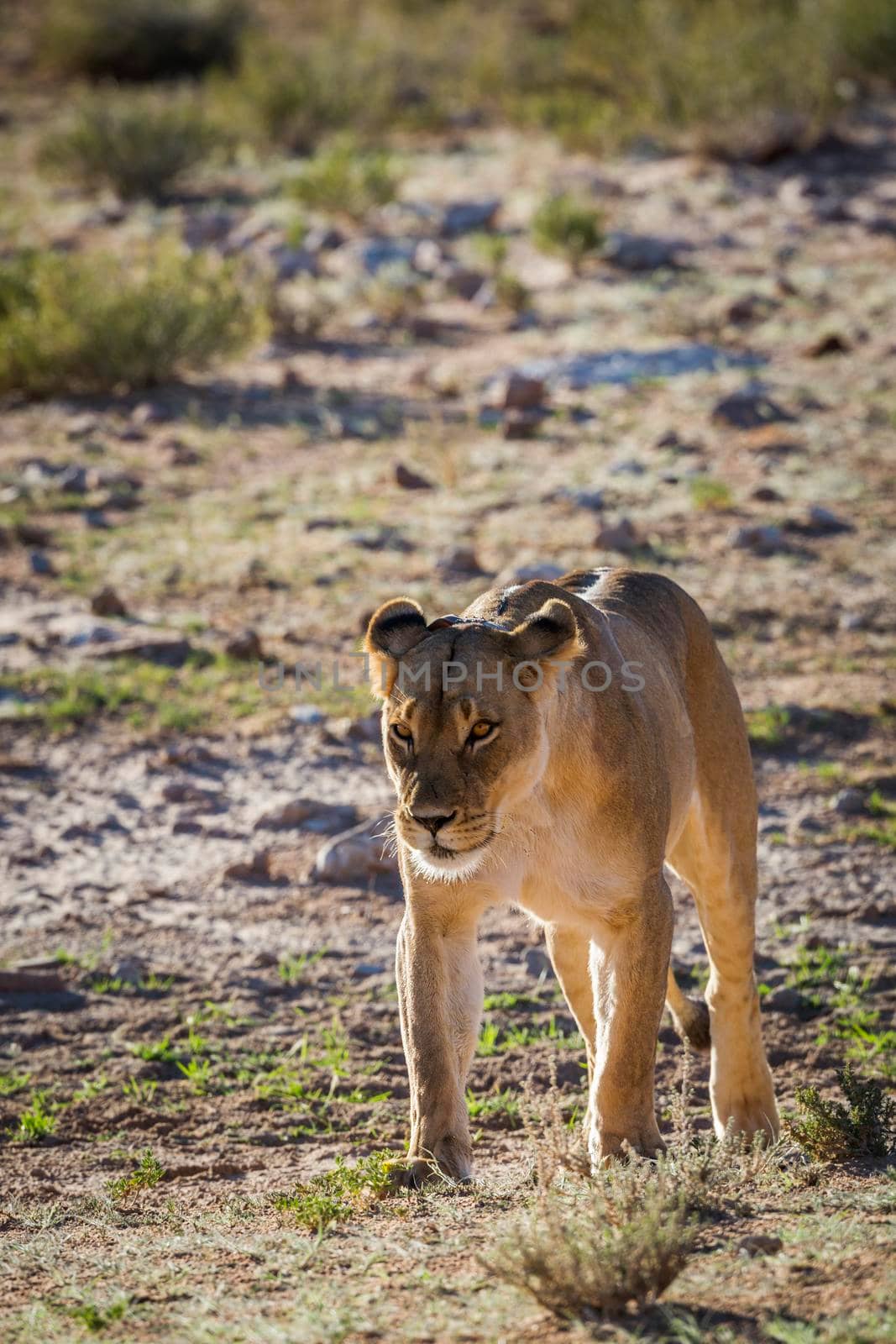 African lioness walking in front view in Kgalagadi transfrontier park, South Africa; Specie panthera leo family of felidae