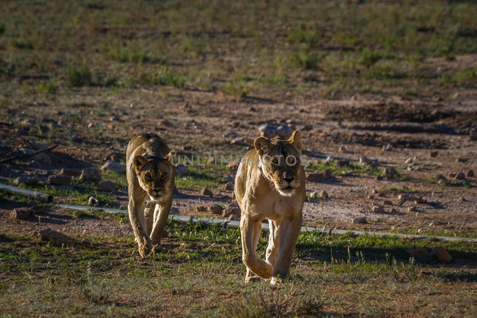 Two African lioness running front view in Kgalagadi transfrontier park, South Africa; Specie panthera leo family of felidae