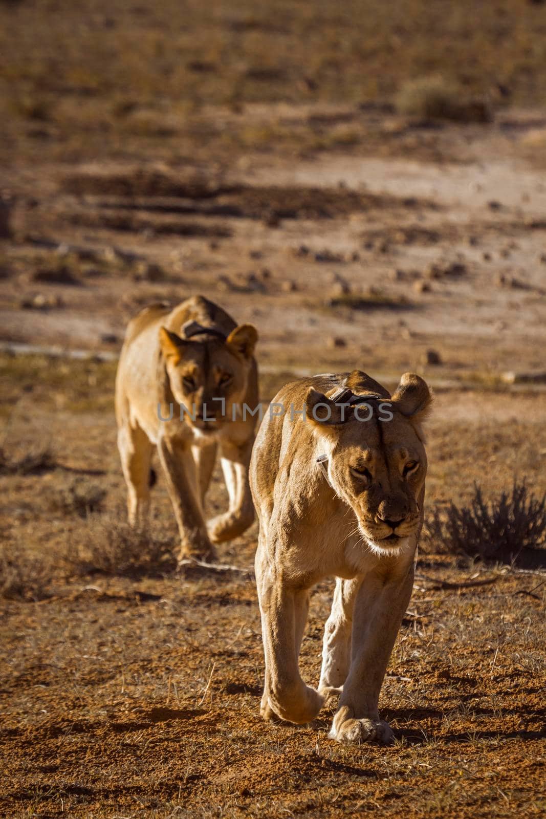 Two African lioness running front view in Kgalagadi transfrontier park, South Africa; Specie panthera leo family of felidae