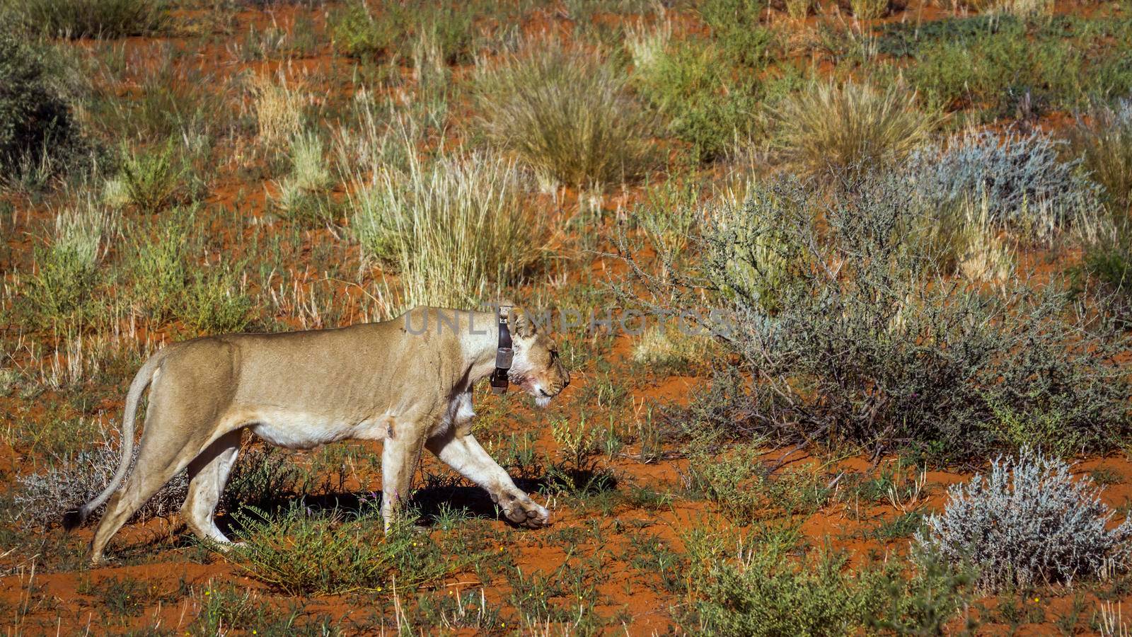 African lioness with tracking collar walking in Kgalagadi transfrontier park, South Africa; Specie panthera leo family of felidae