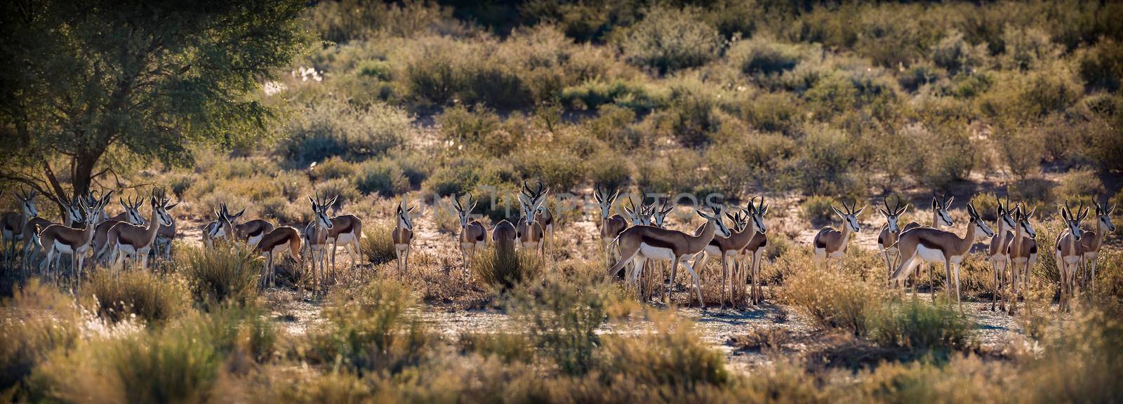 Springbok herd standing in backlit in Kgalagari transfrontier park, South Africa ; specie Antidorcas marsupialis family of Bovidae