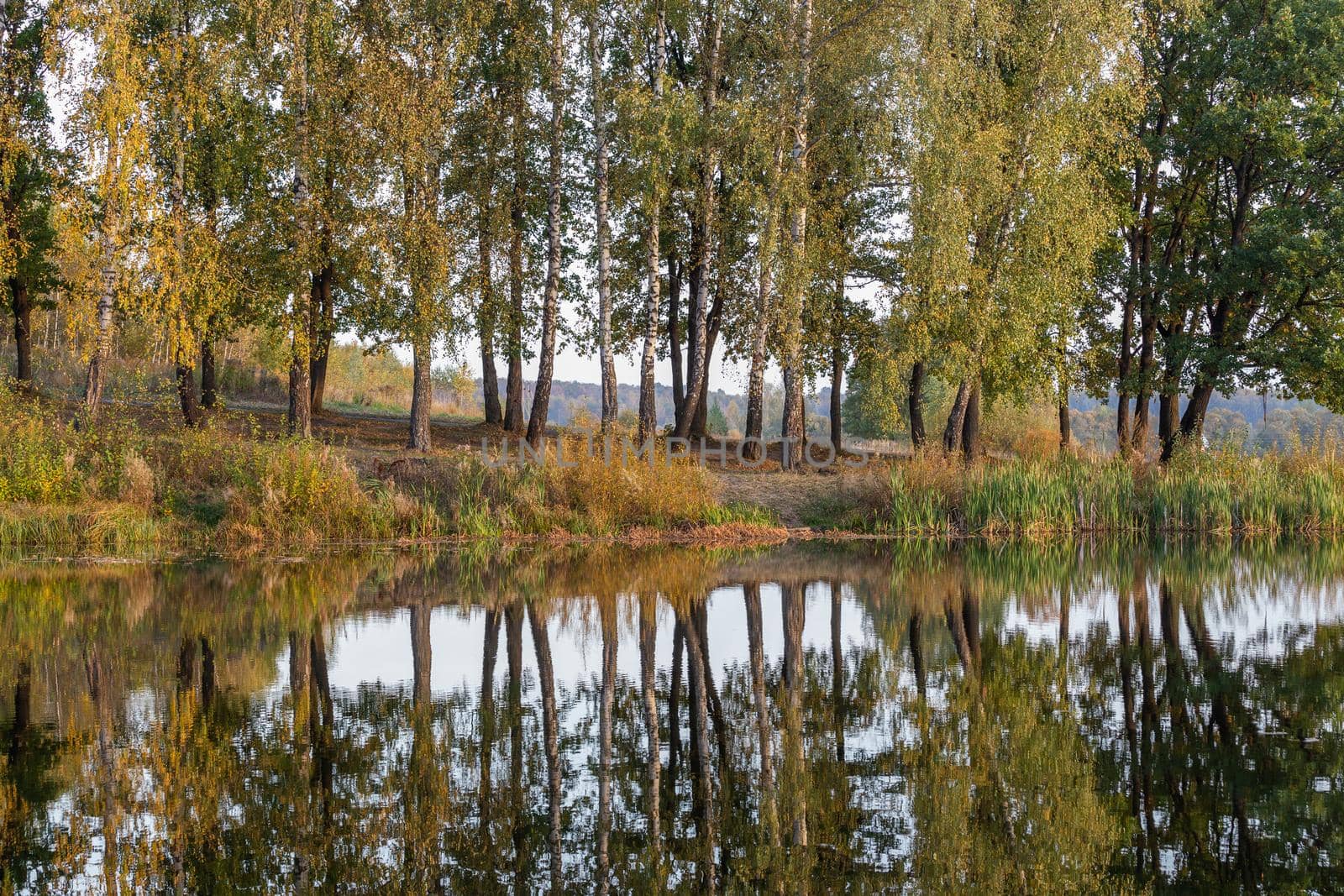 autumnal morning trees on small lake coast with reflections in still water surface