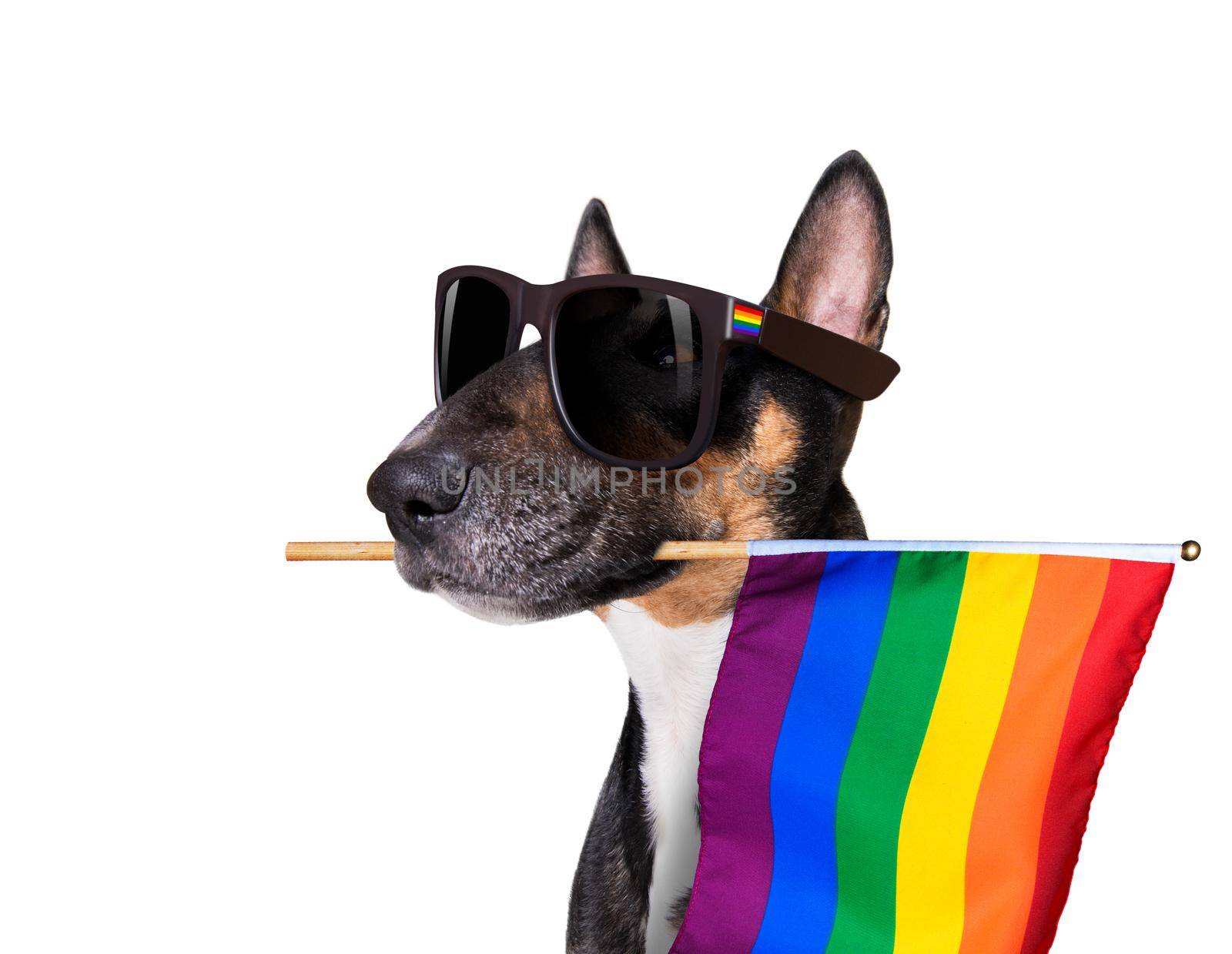 fairy  funny gay bull terrier dog proud of human rights waving  with lgbt rainbow flag and sunglasses , isolated on white background