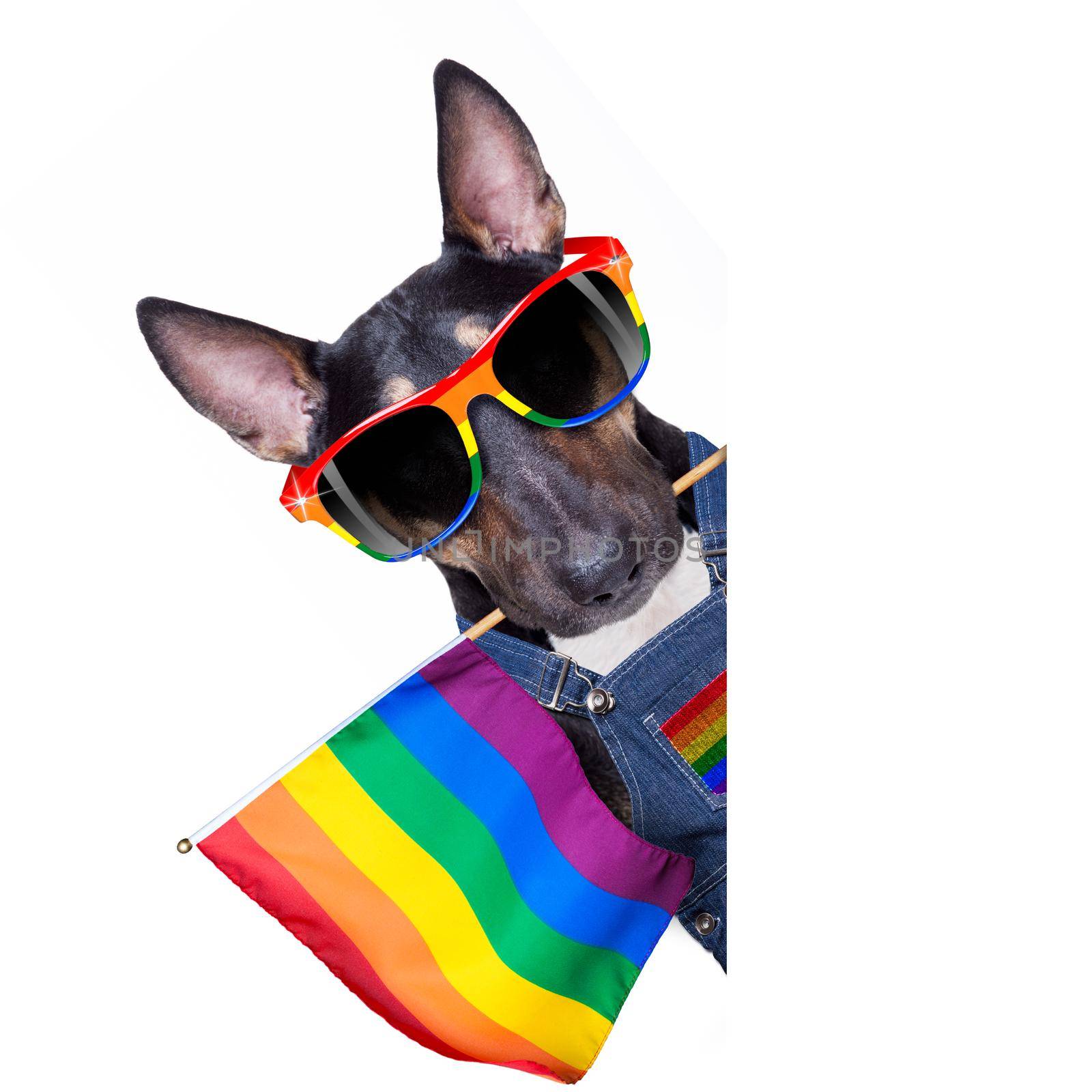 fairy  funny gay bull terrier dog proud of human rights waving  with lgbt rainbow flag and sunglasses , isolated on white background