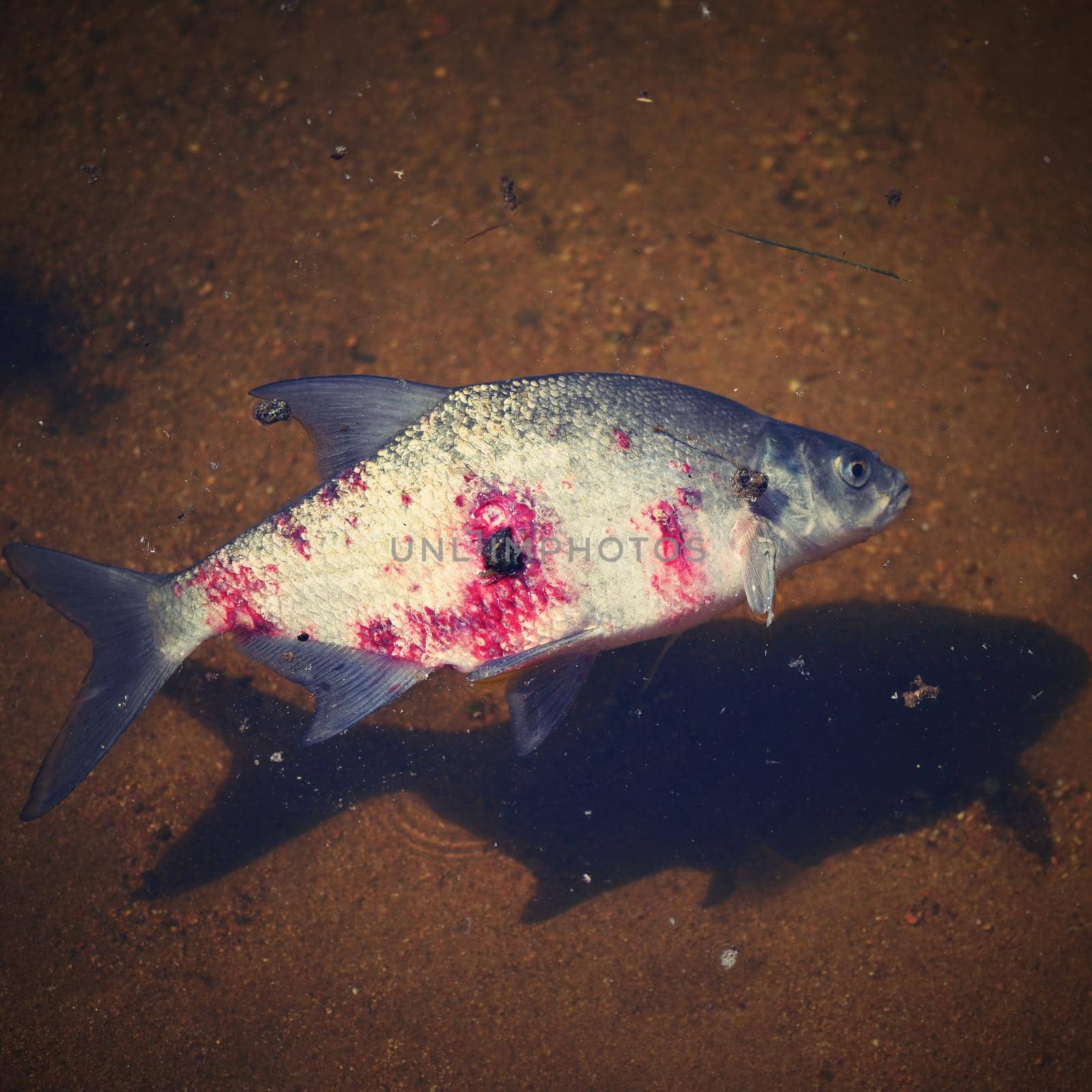 A dead fish with a bloody wound in the water. Natural color background and concept for environment and animals. by Montypeter