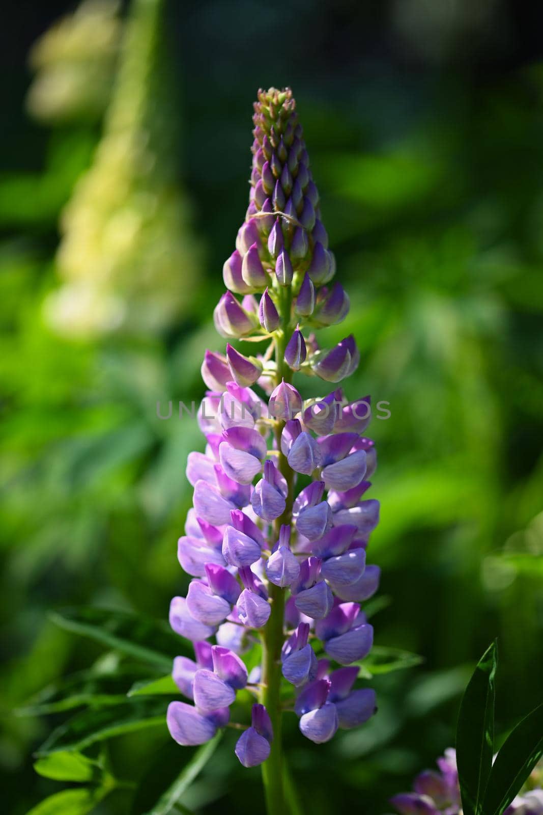 Beautiful purple spring flowers with colorful natural background. Springtime in the grass.