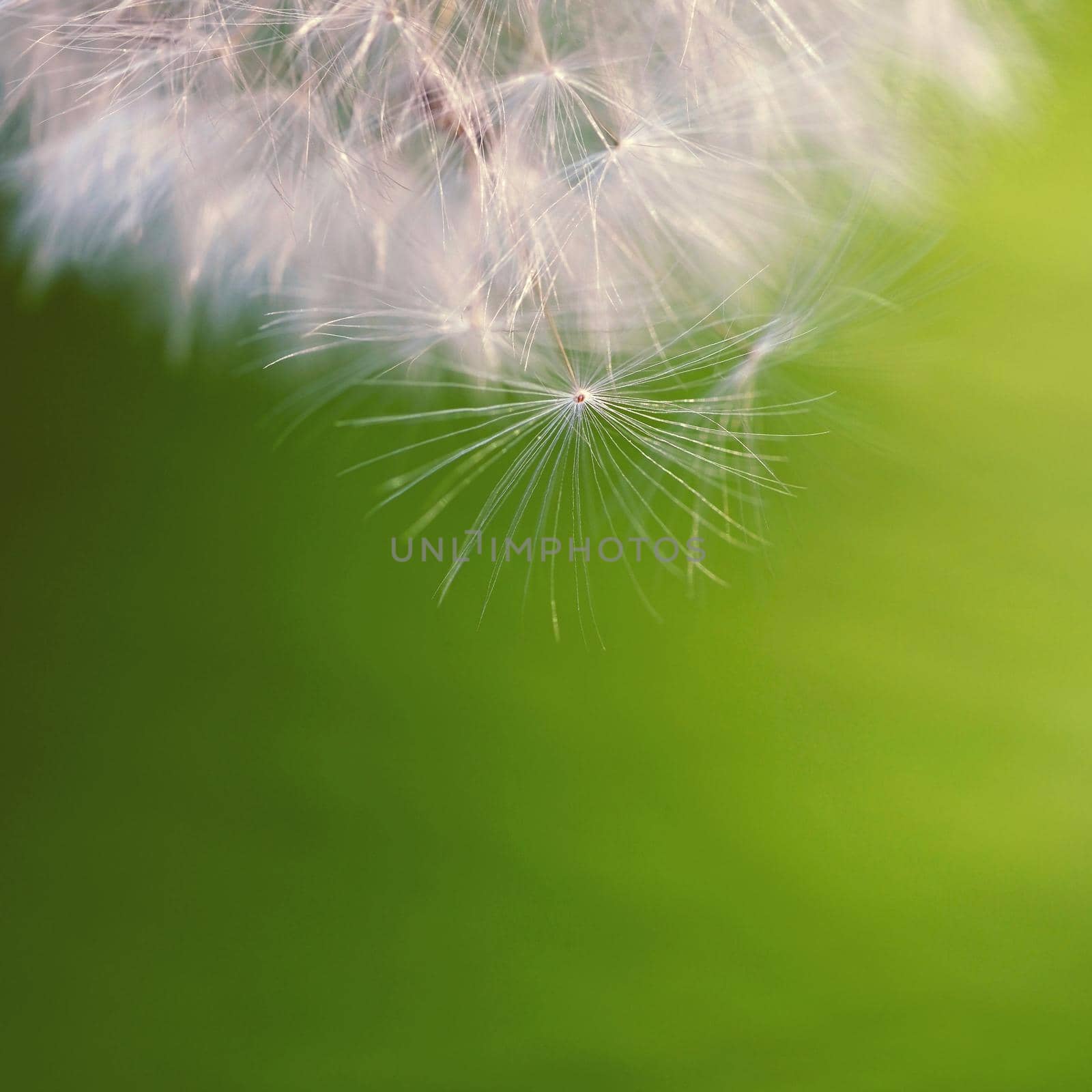 Beautiful close-up macro shot of a dandelion. Natural colour background.  by Montypeter