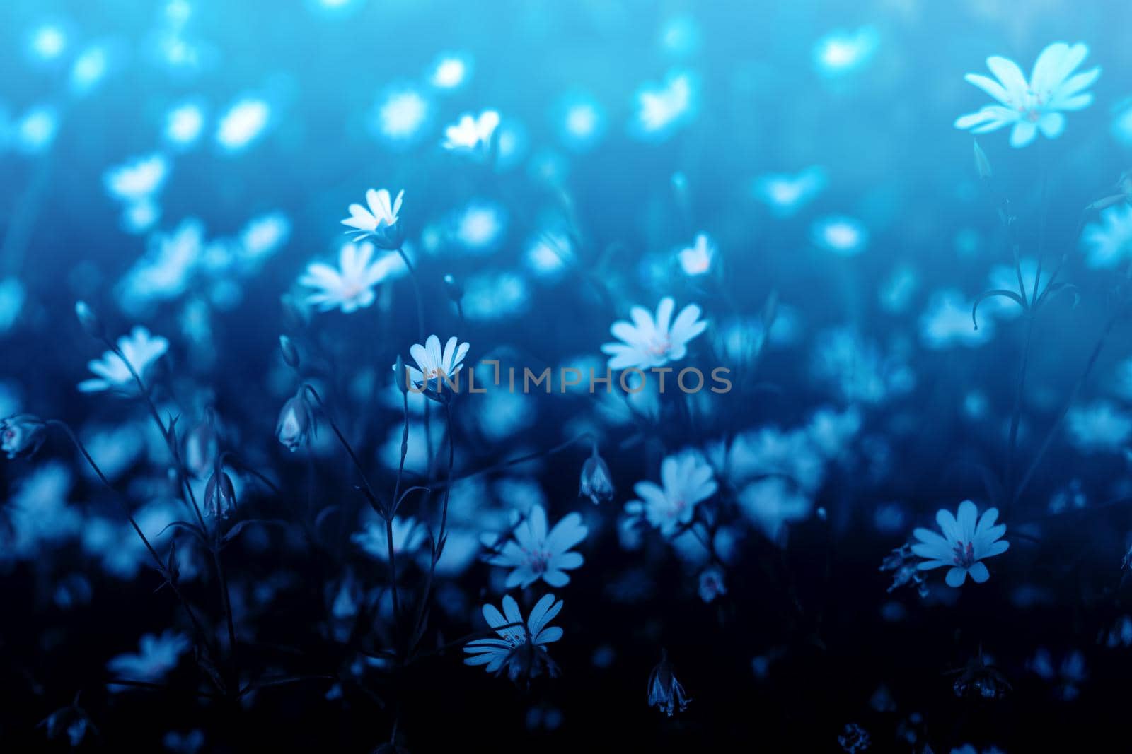 A daisy meadow in a blue dreamy look