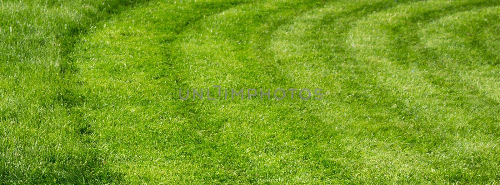 Green grass  texture for Fresh plants background by berkay