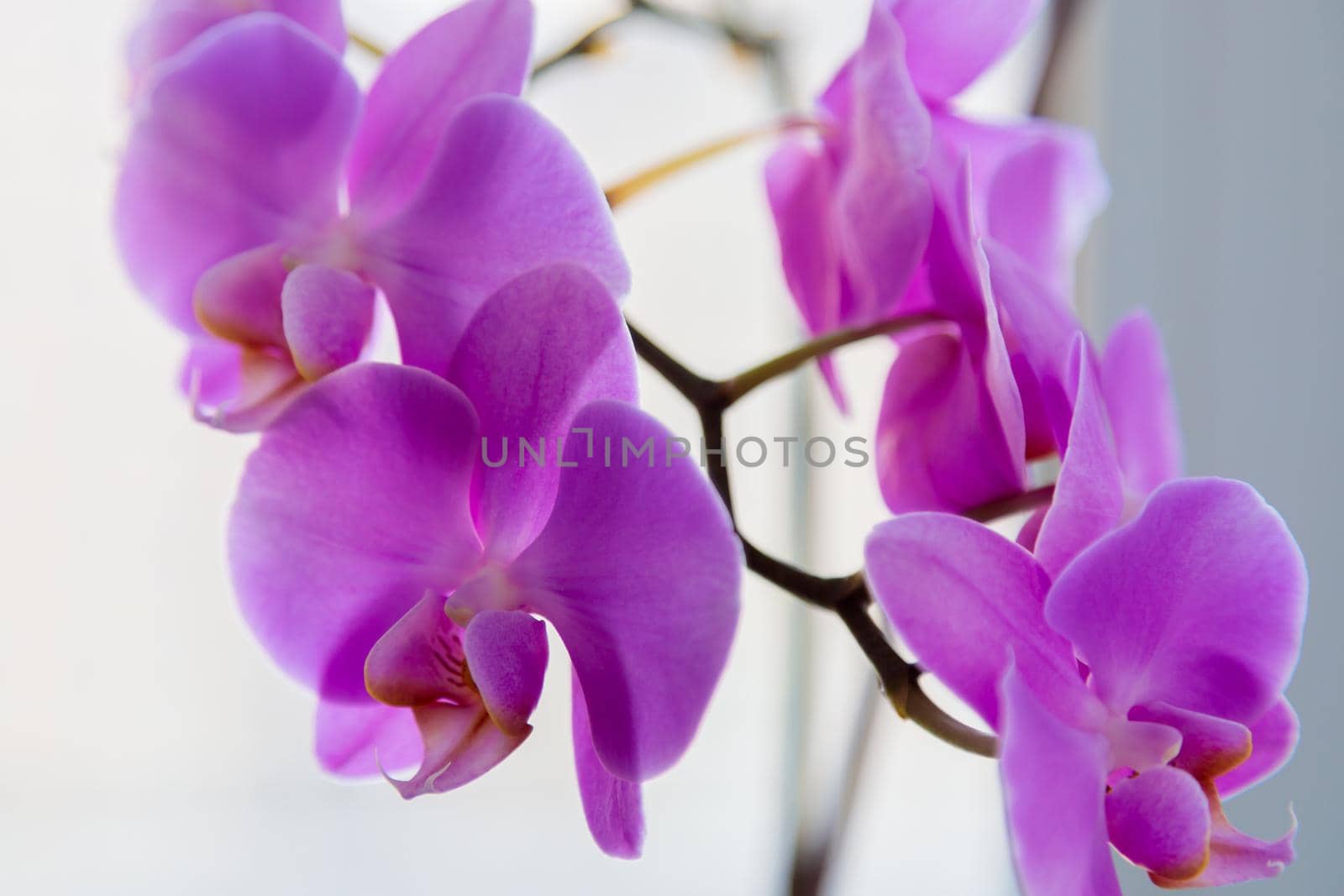 Houseplant purple orchid flower on the background of the window. Close-up.