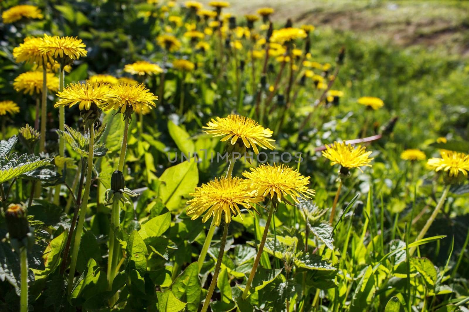 bright yellow dandelions in the field on sunny day