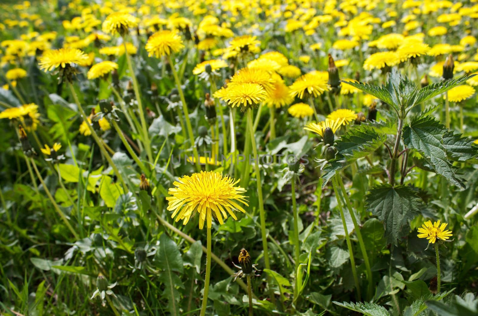 bright yellow dandelions in the field on sunny day