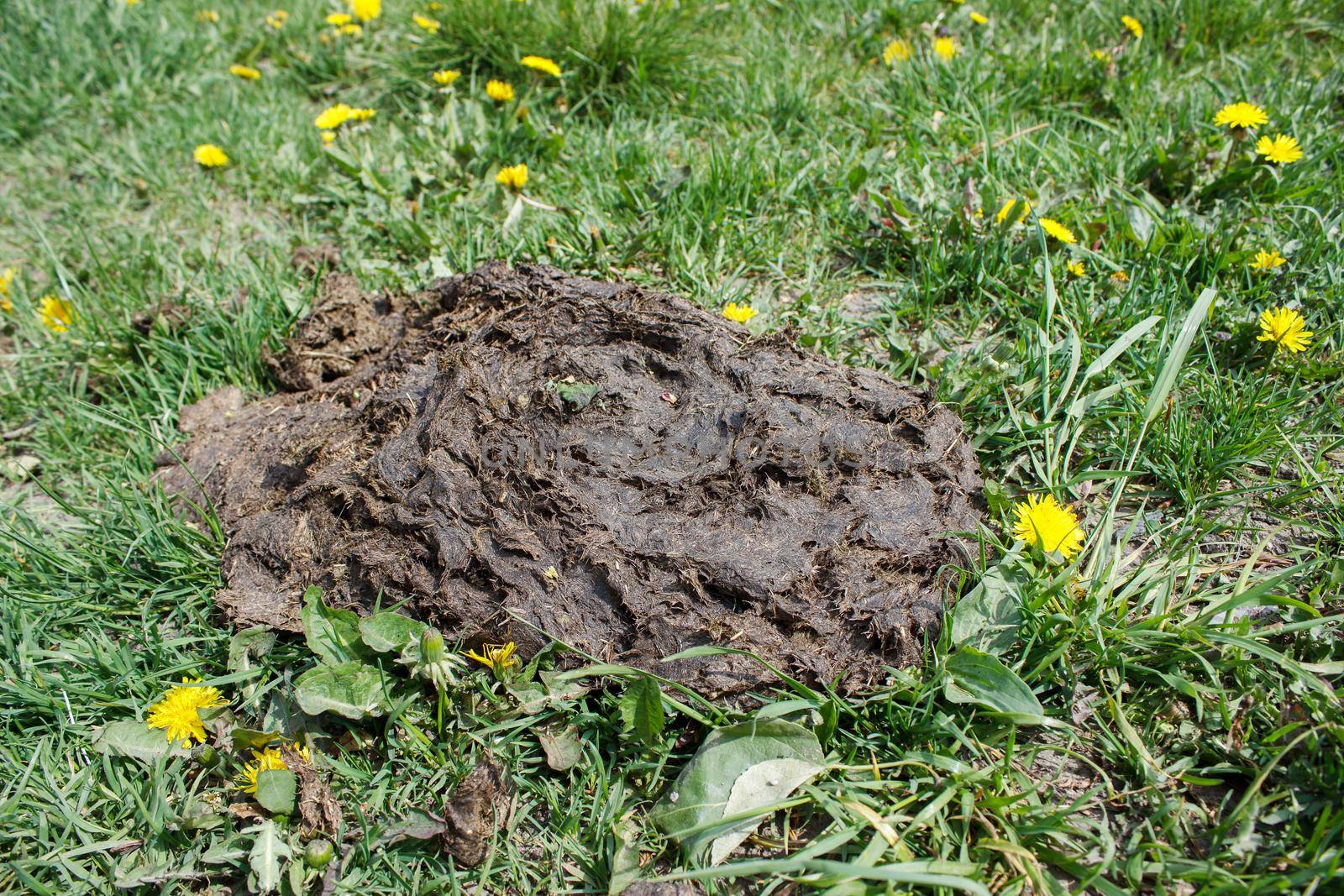 large pile of cow feces on gree grass. closeup outdoor on sunny day