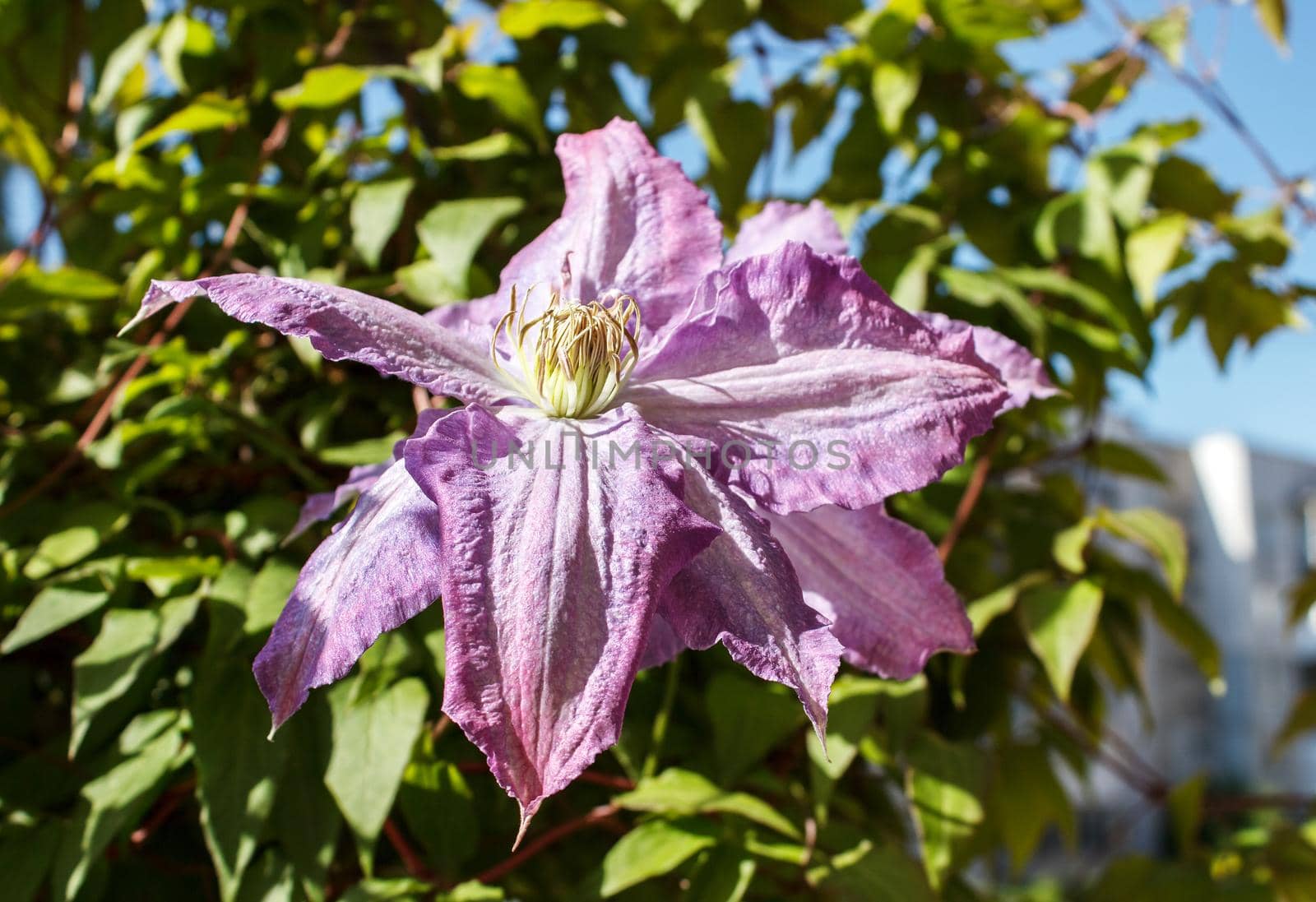purple mallow flower closeup oundoor on sunny day